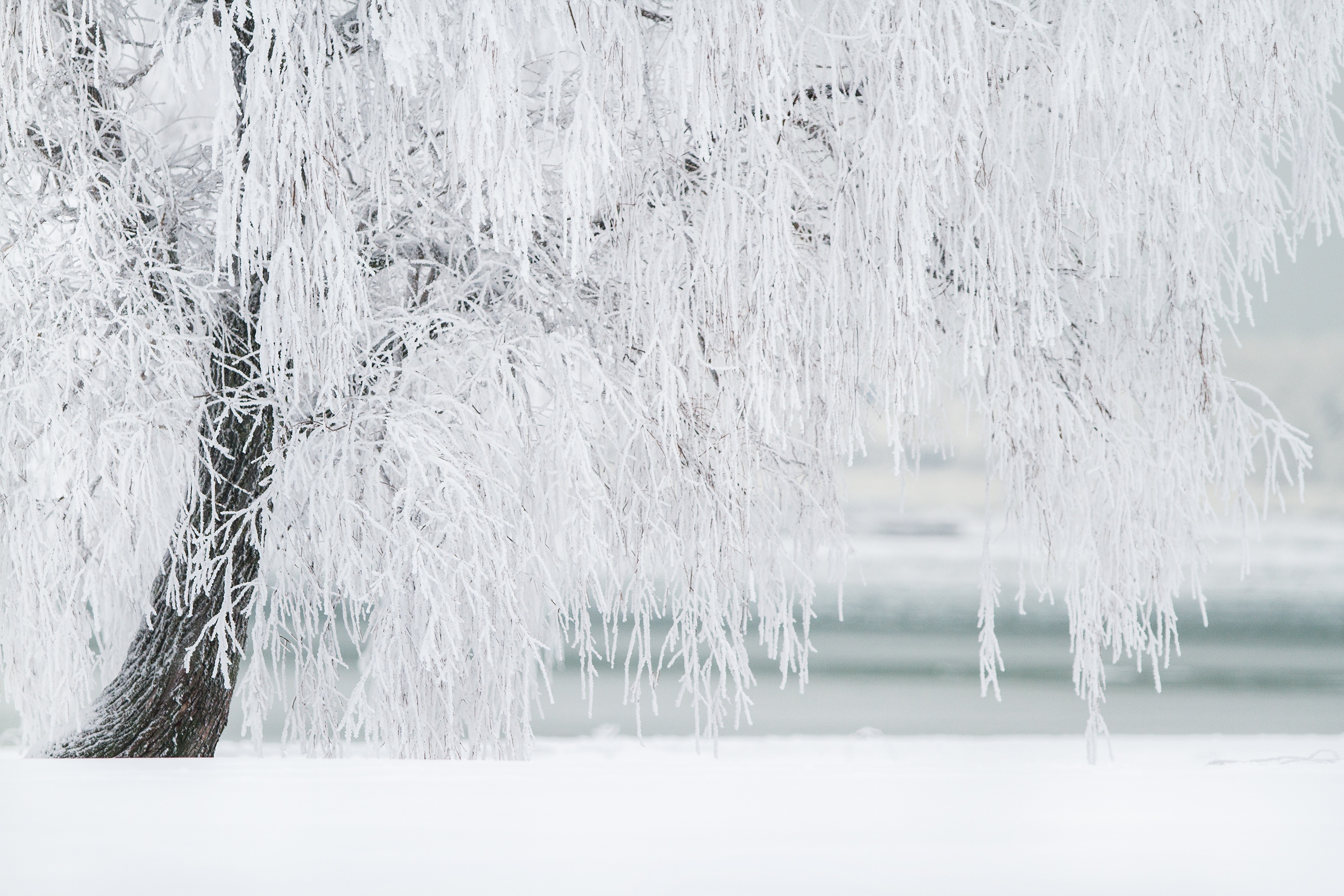 Wallpapers landscape tree water on the desktop