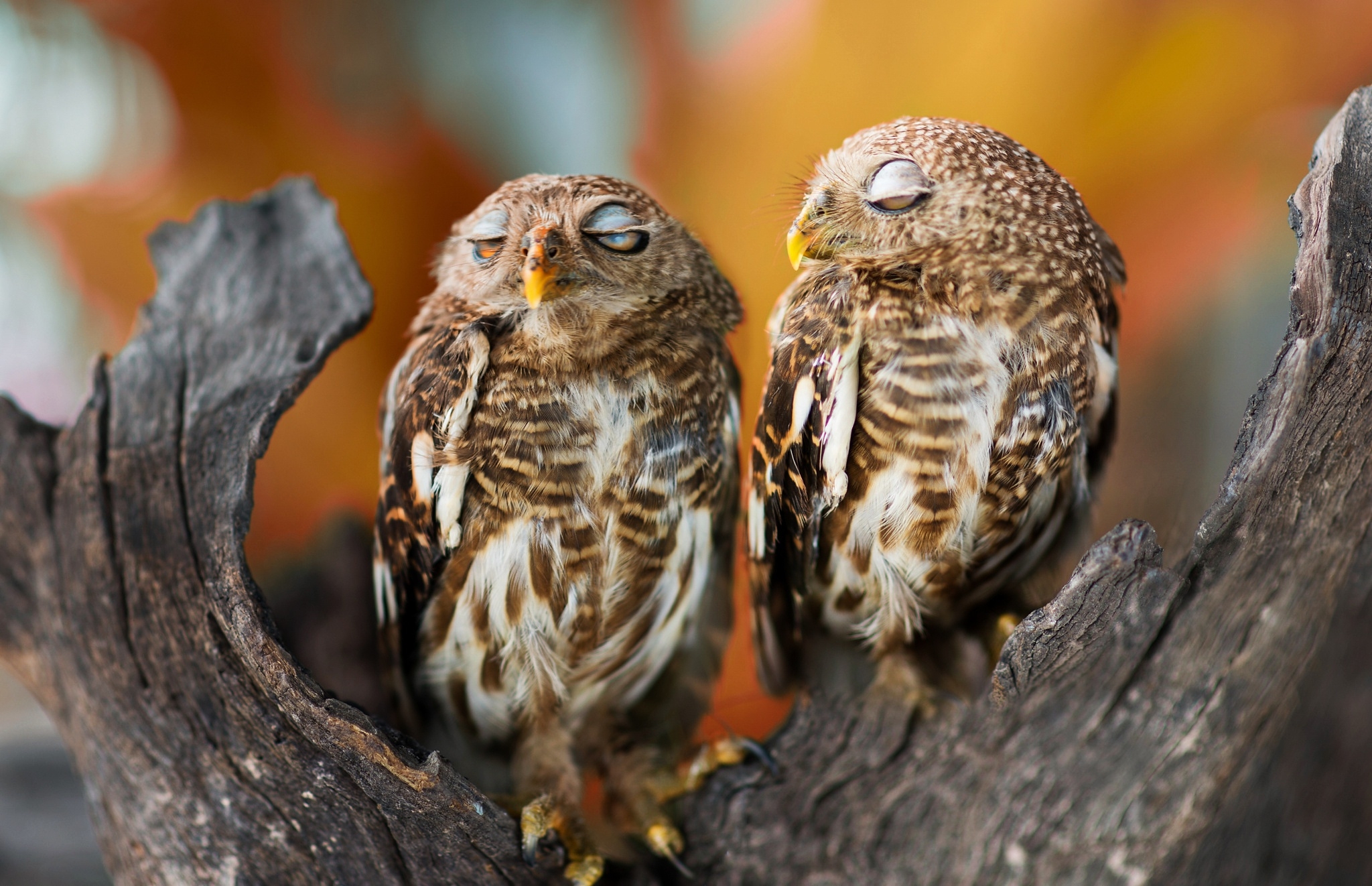 Две засыпающие совы сидят на дереве