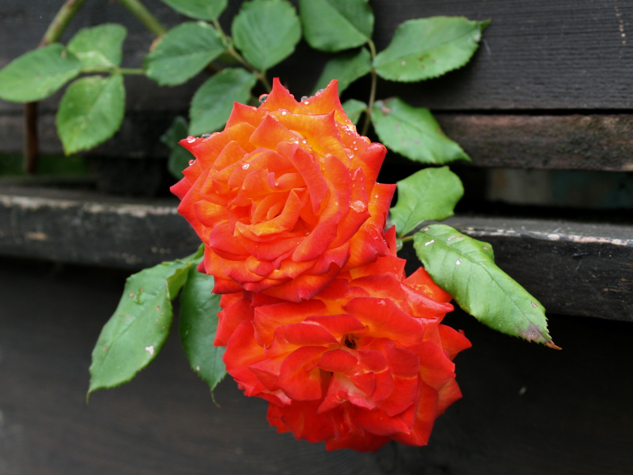 两朵橙色的玫瑰花