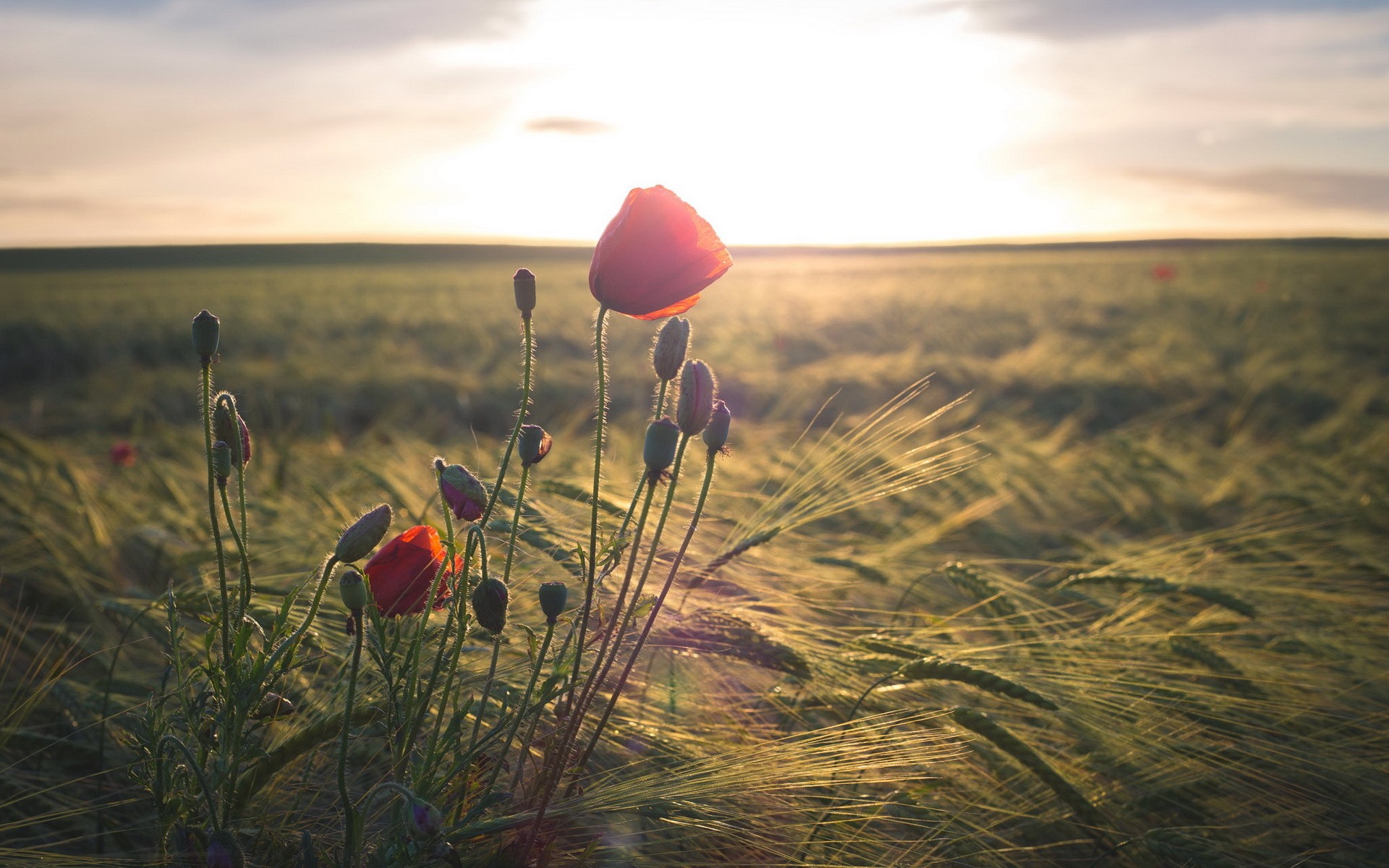 Обои солнечный свет пейзаж закат на рабочий стол