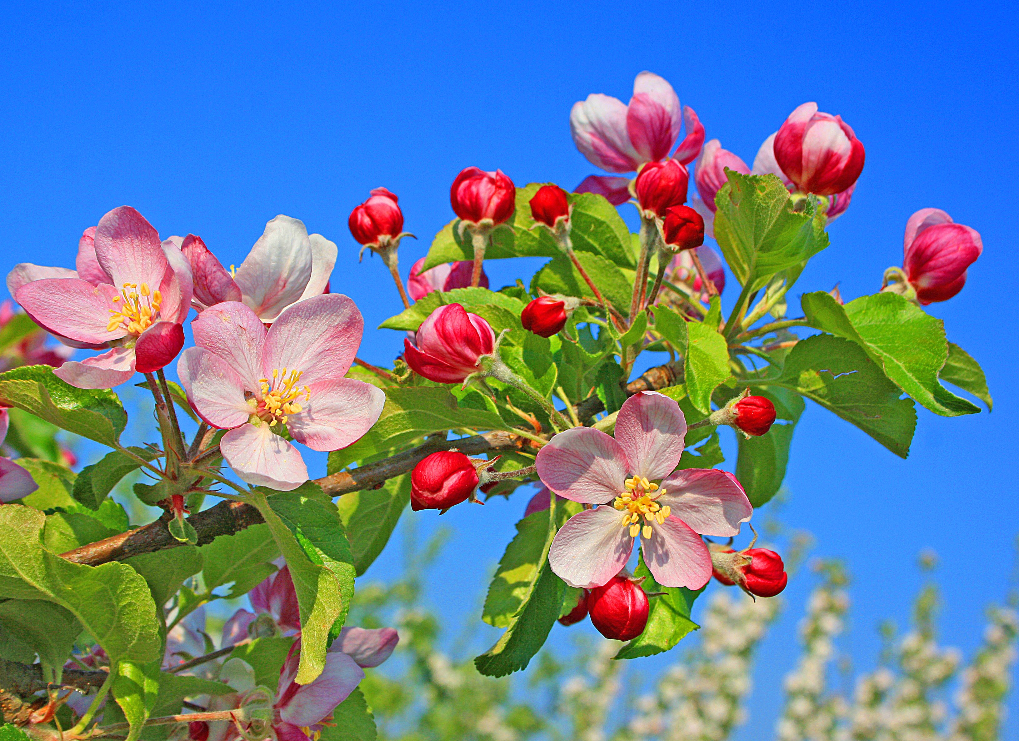 Free photo Apple tree in early spring