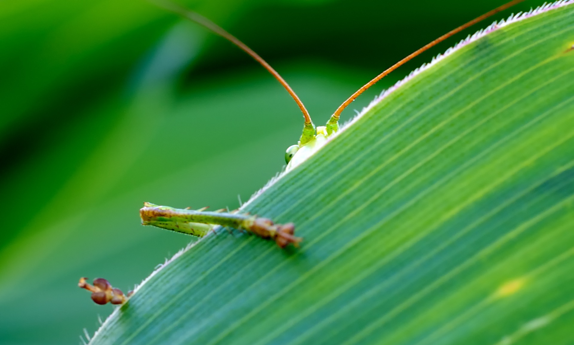 Free photo The grasshopper hid behind the grass