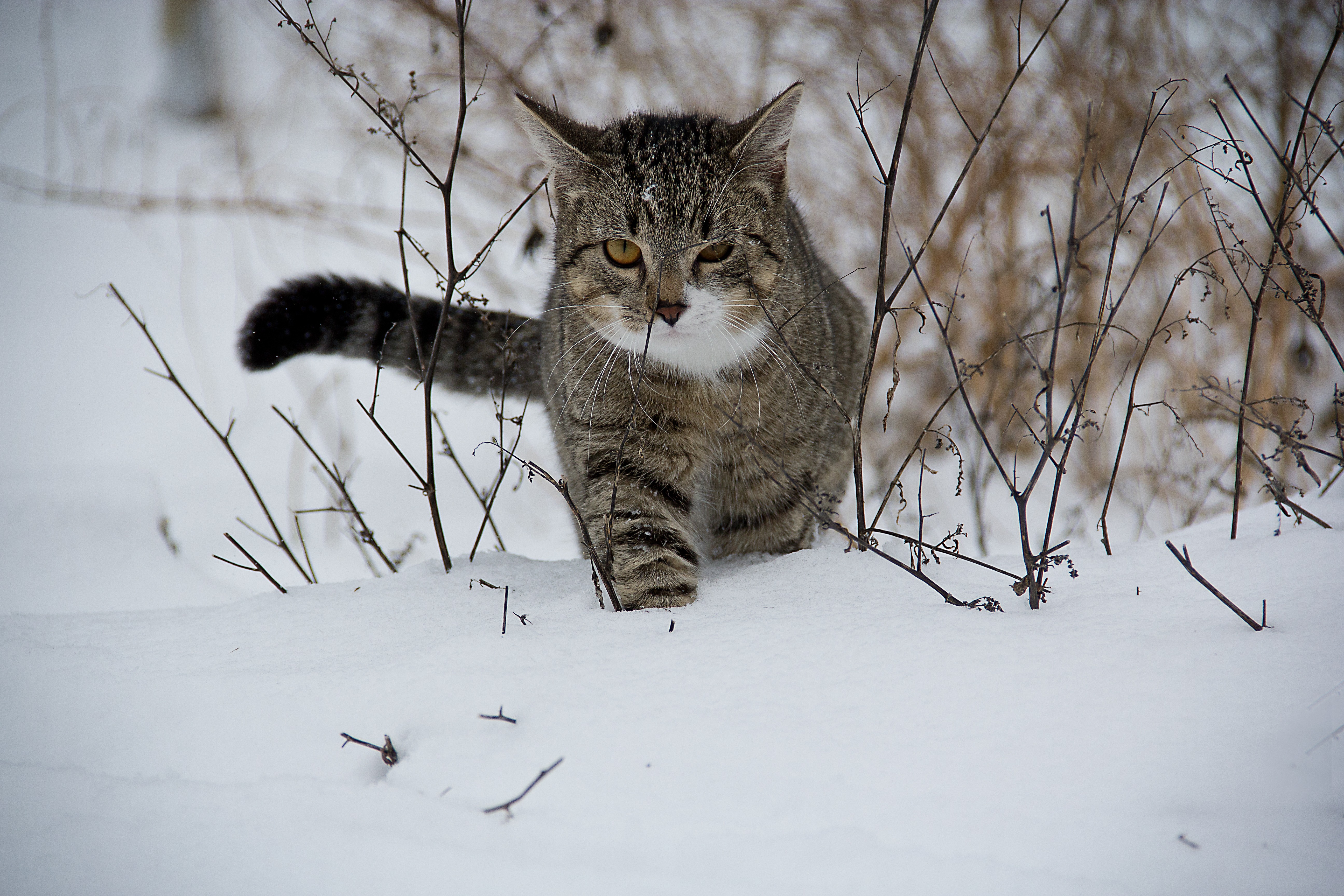 A cat wading through snowdrifts
