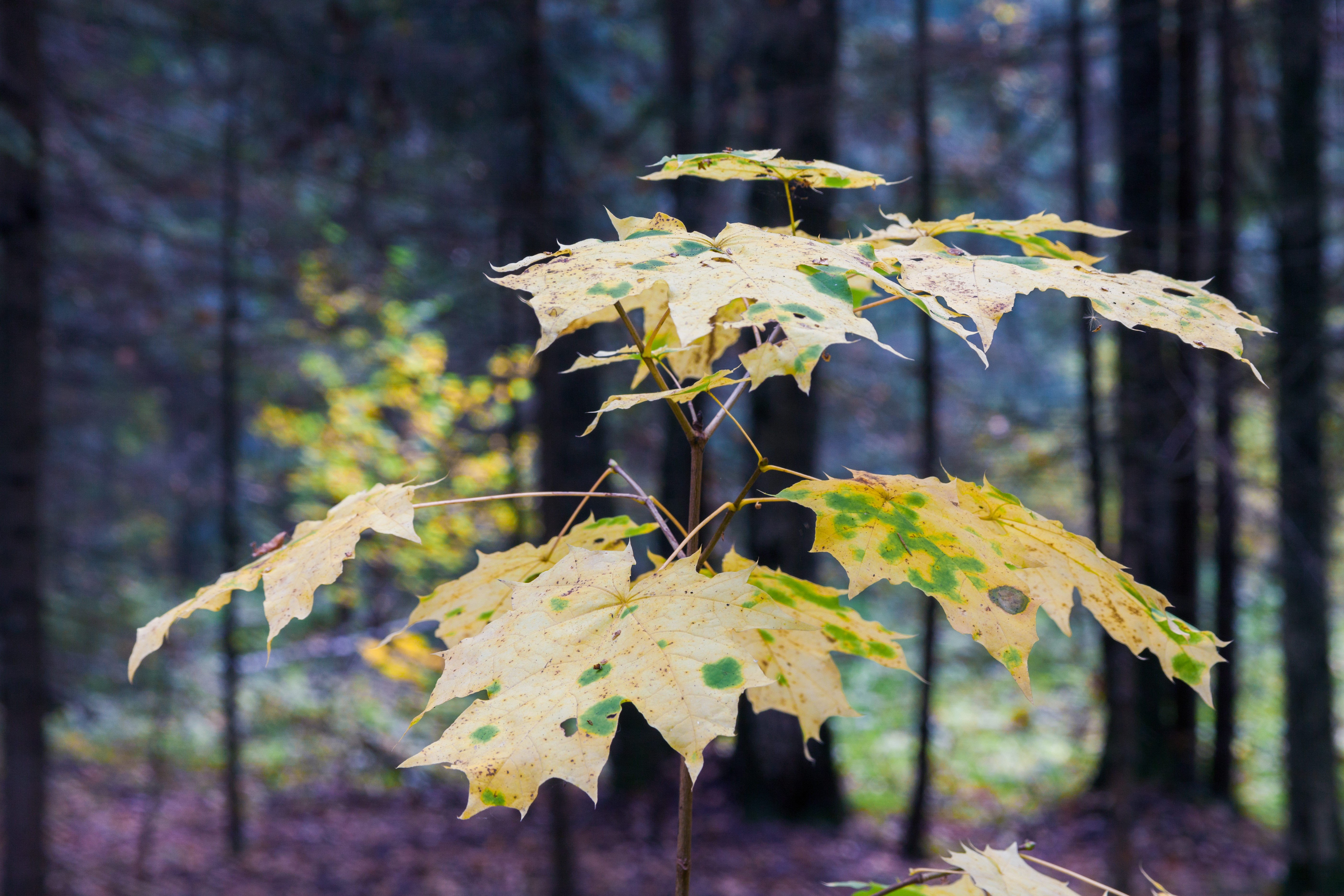 Wallpapers forest autumn leaves on the desktop