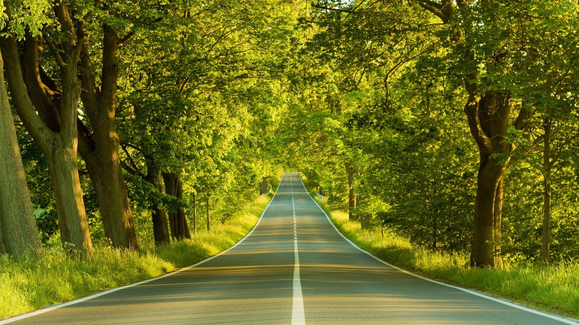 免费照片沿着夏季森林的道路