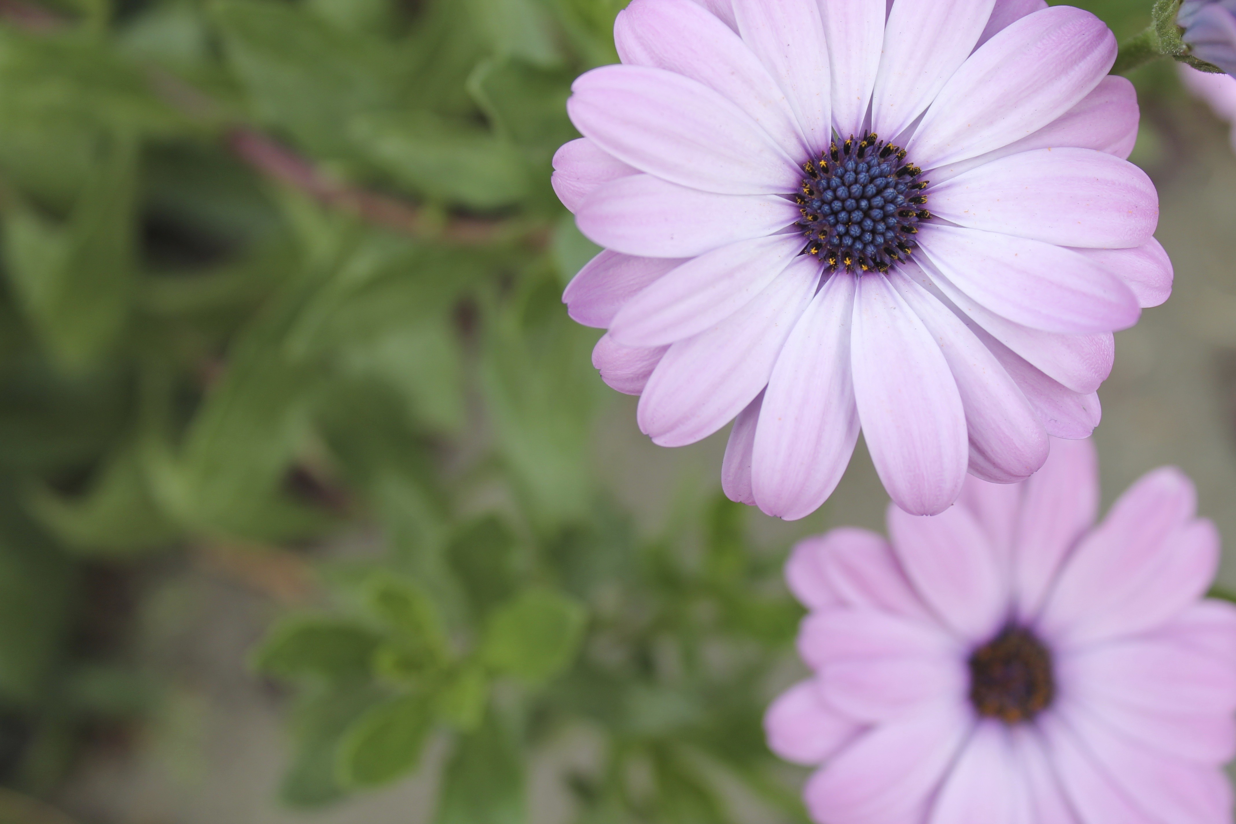 Free photo A flower with soft pink petals.