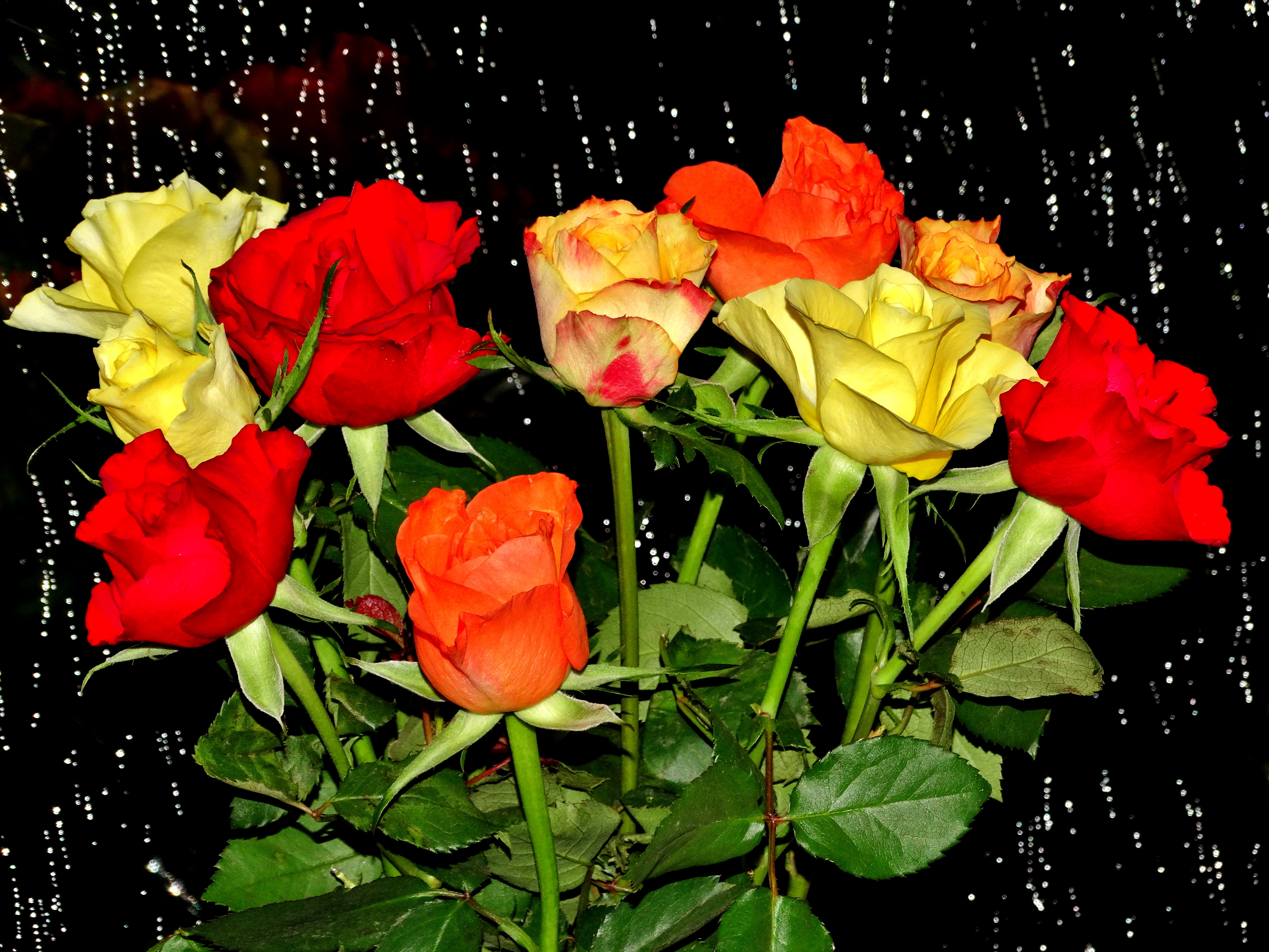 Wallpapers roses red yellow on the desktop