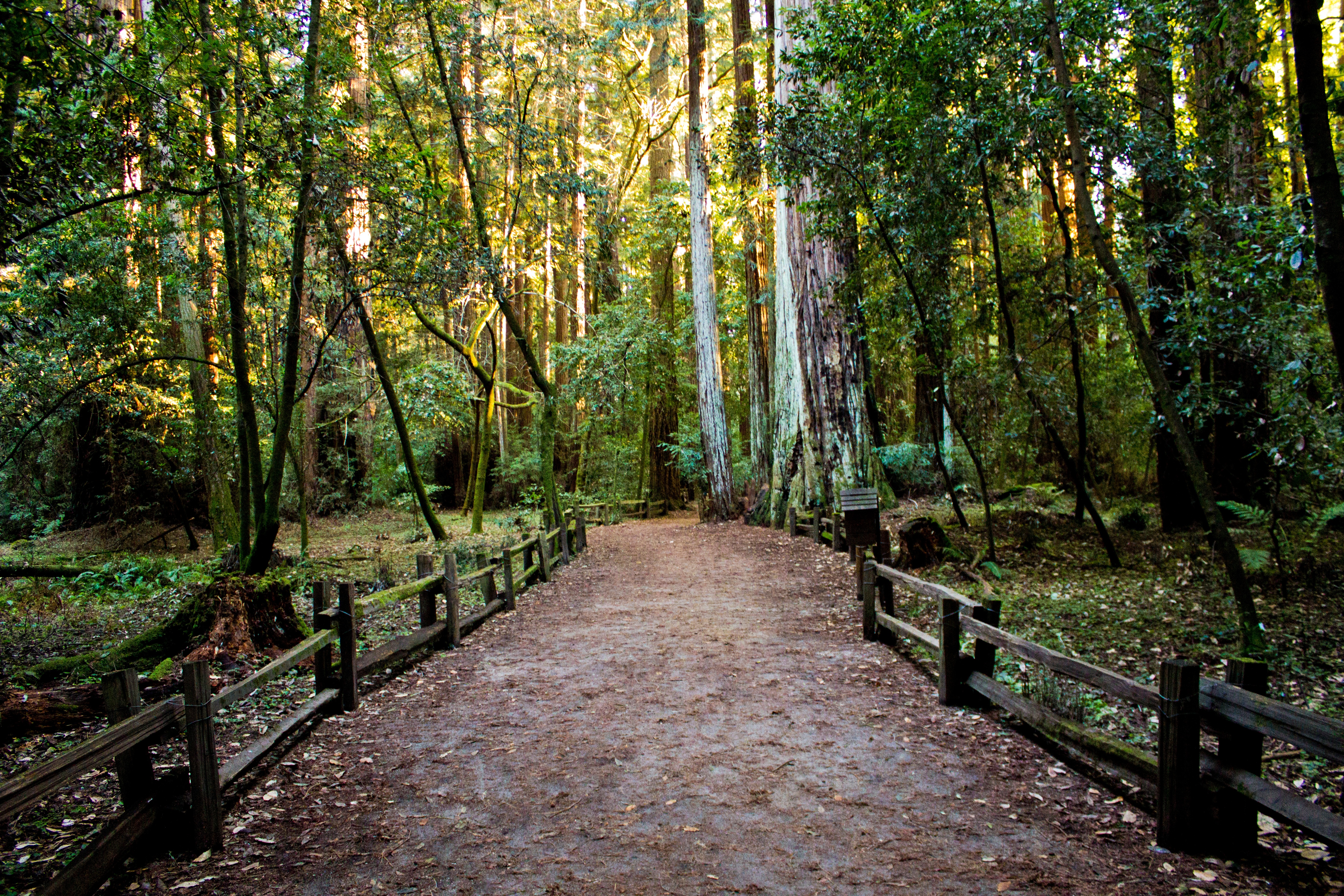 Free photo A wide footpath in a coniferous forest