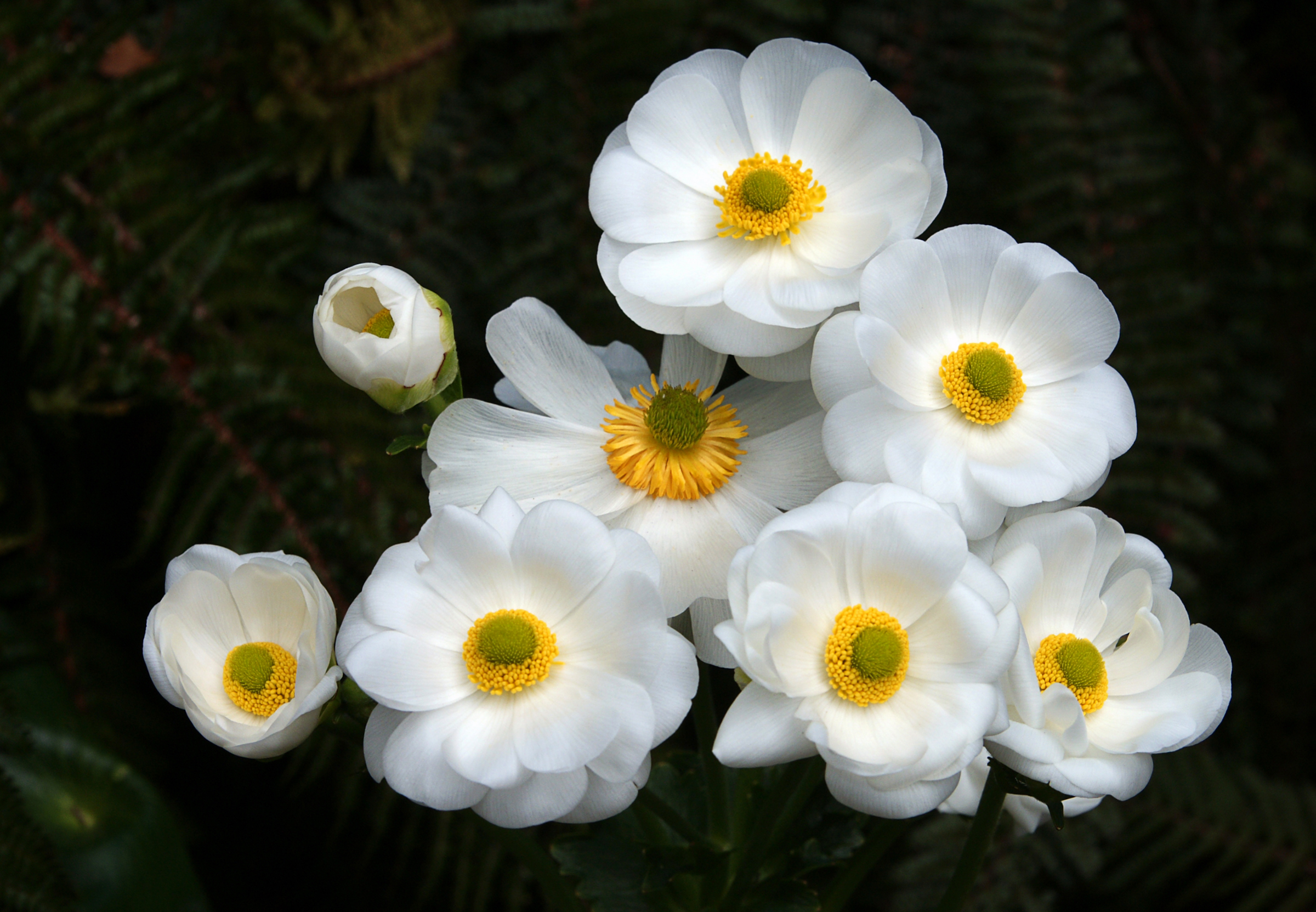 Free photo Delicate white flowers