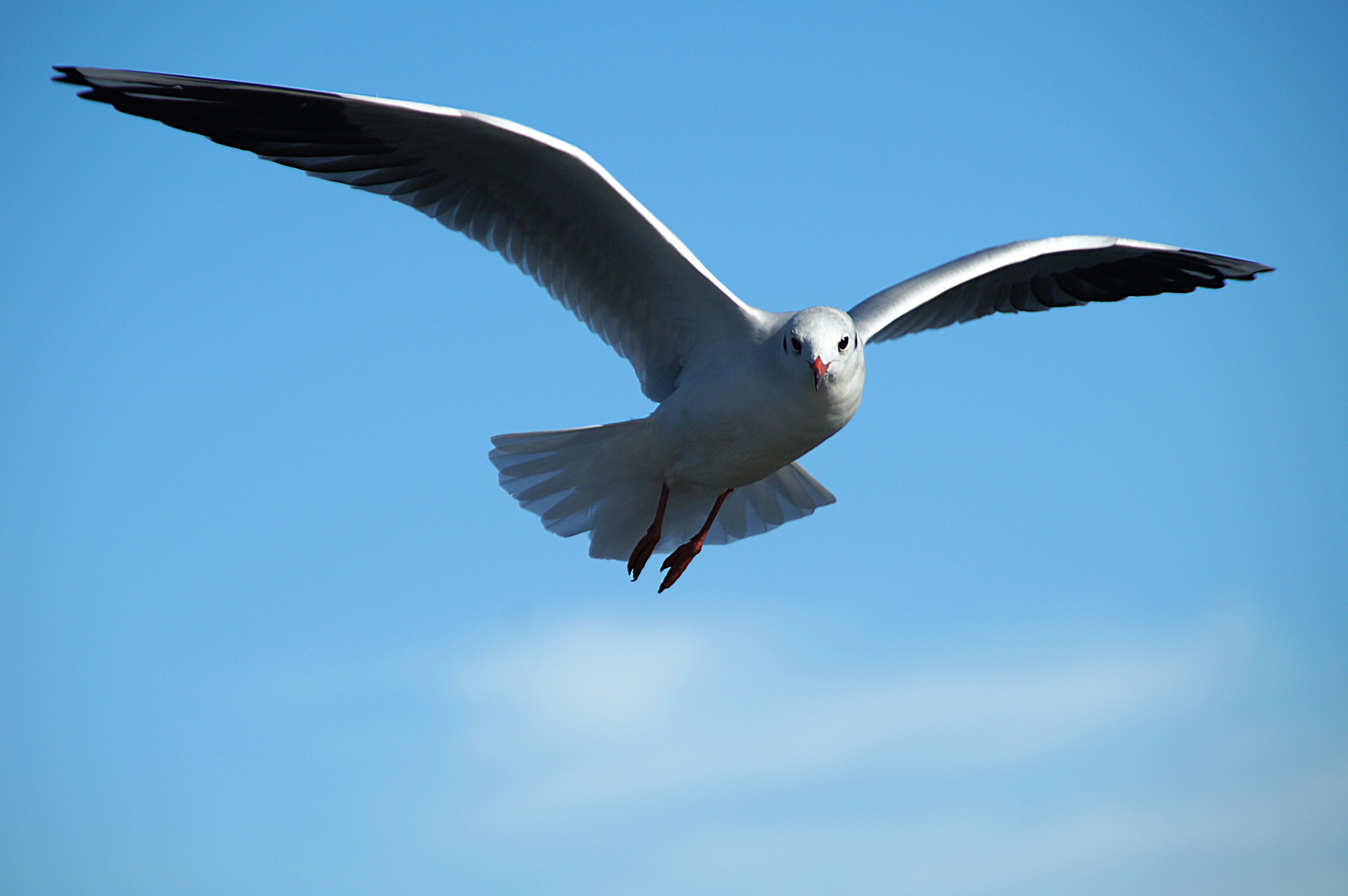 Free photo Seagull, look, I`m an eagle now!