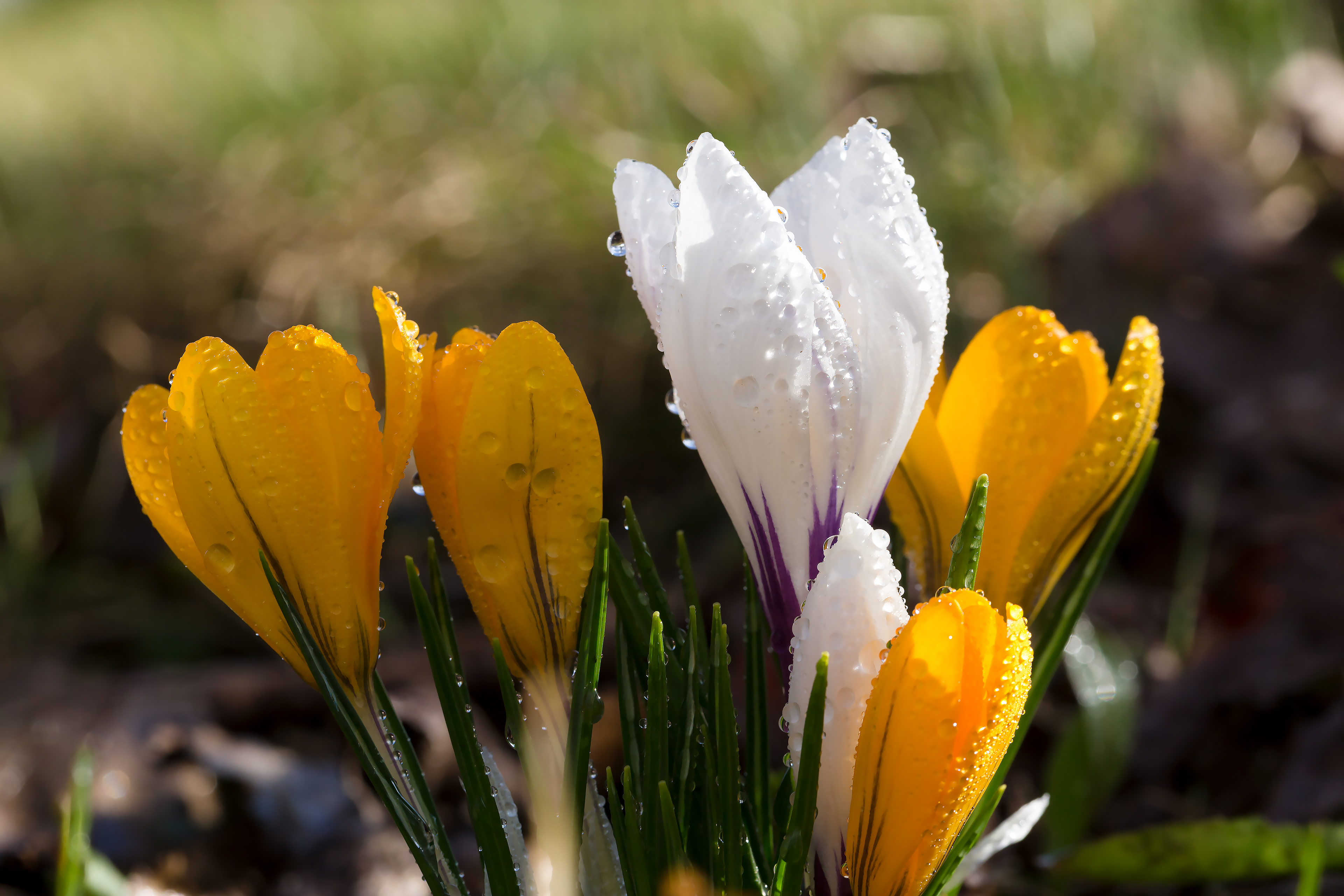 Free photo White and yellow crocuses