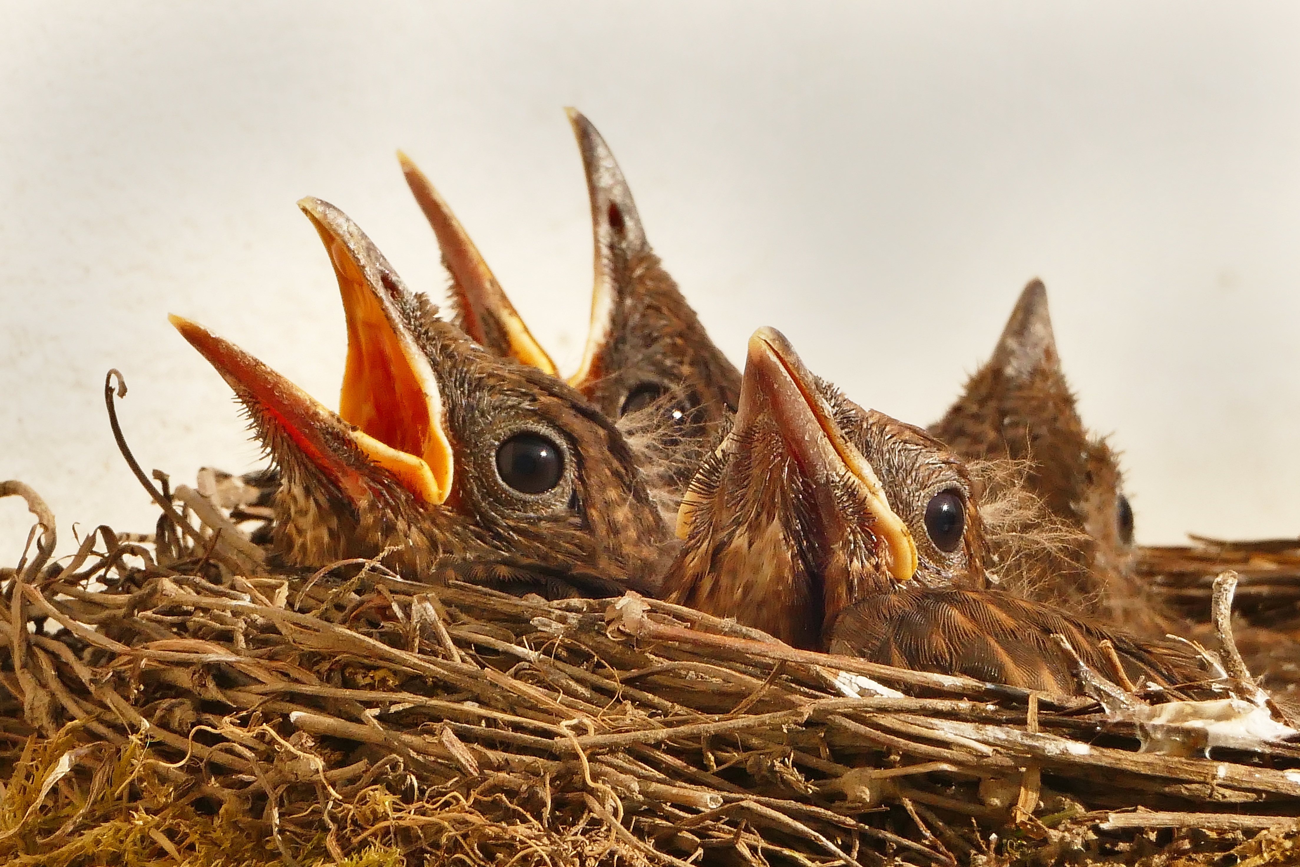 Wallpapers nature bird animal on the desktop