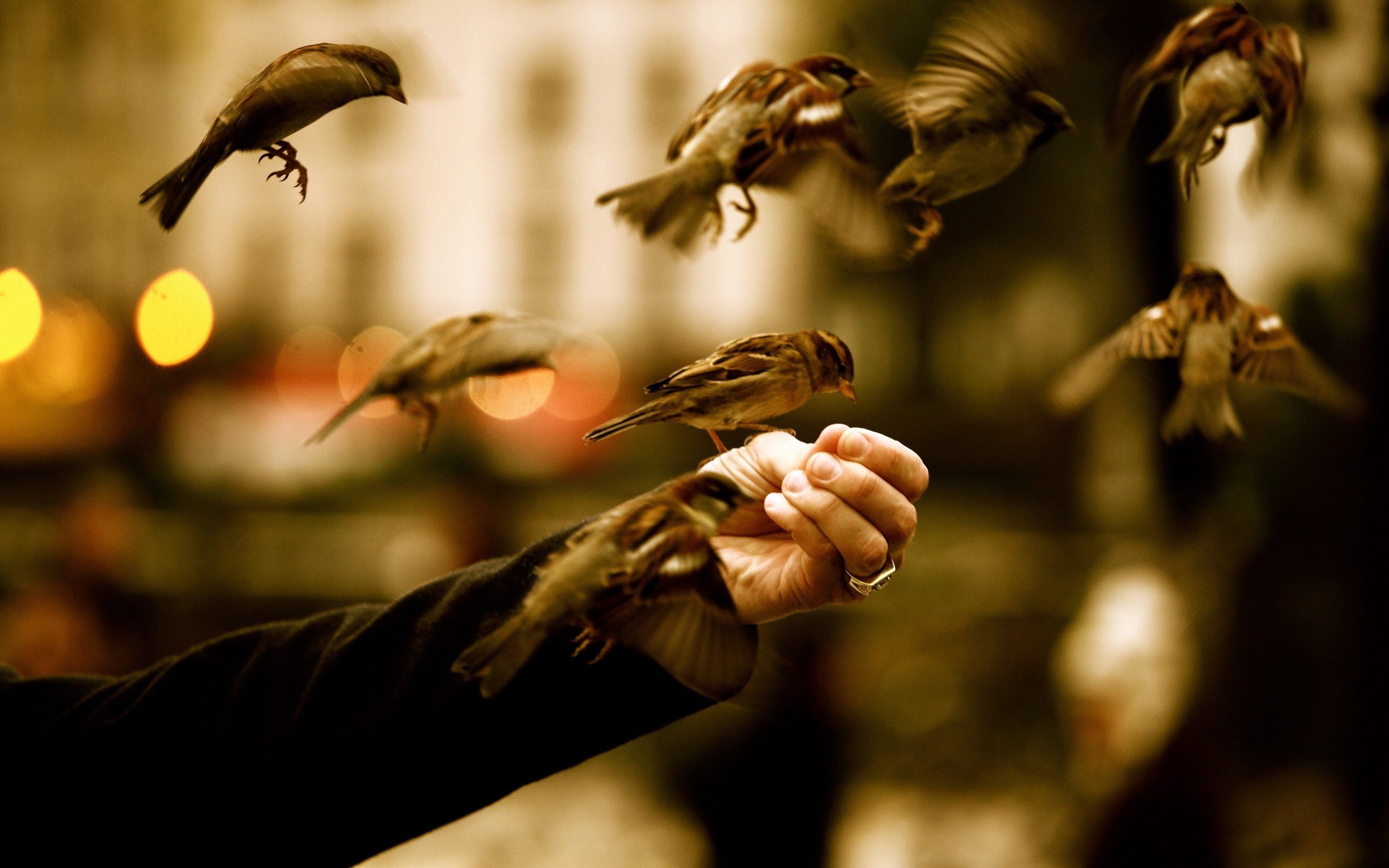 Wallpapers nature Wallpaper Sparrows on the desktop