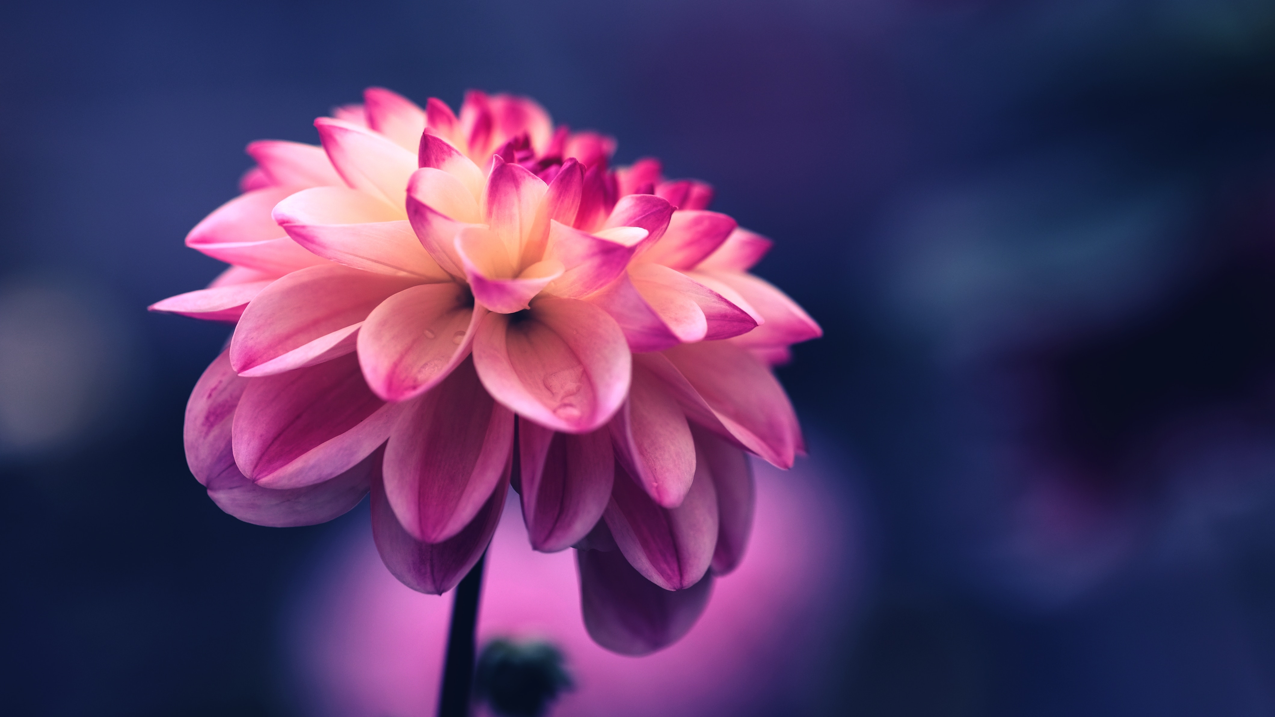 Free photo Pink beautiful dahlia flower