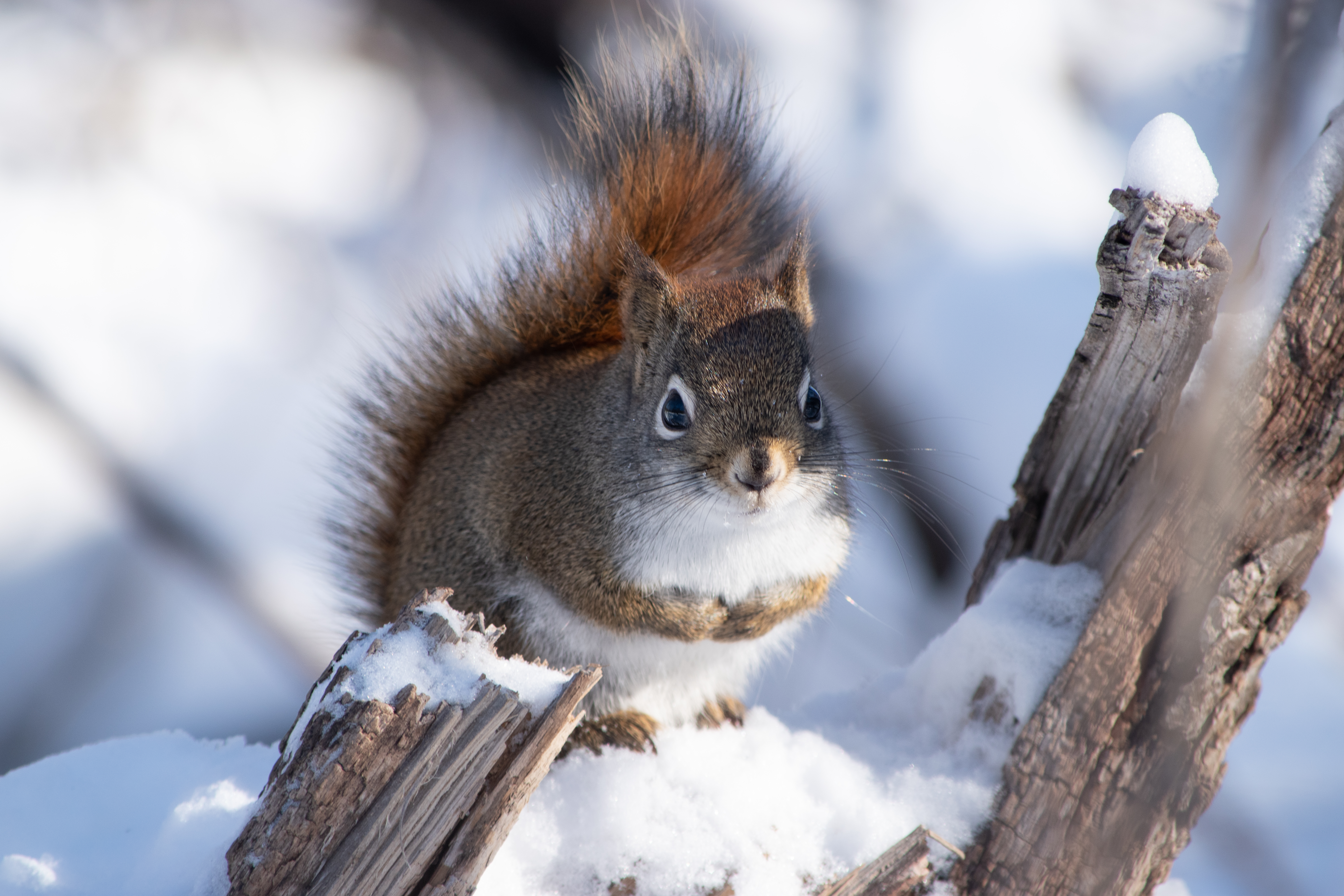 Free photo A little chubby squirrel sits on a fence in winter