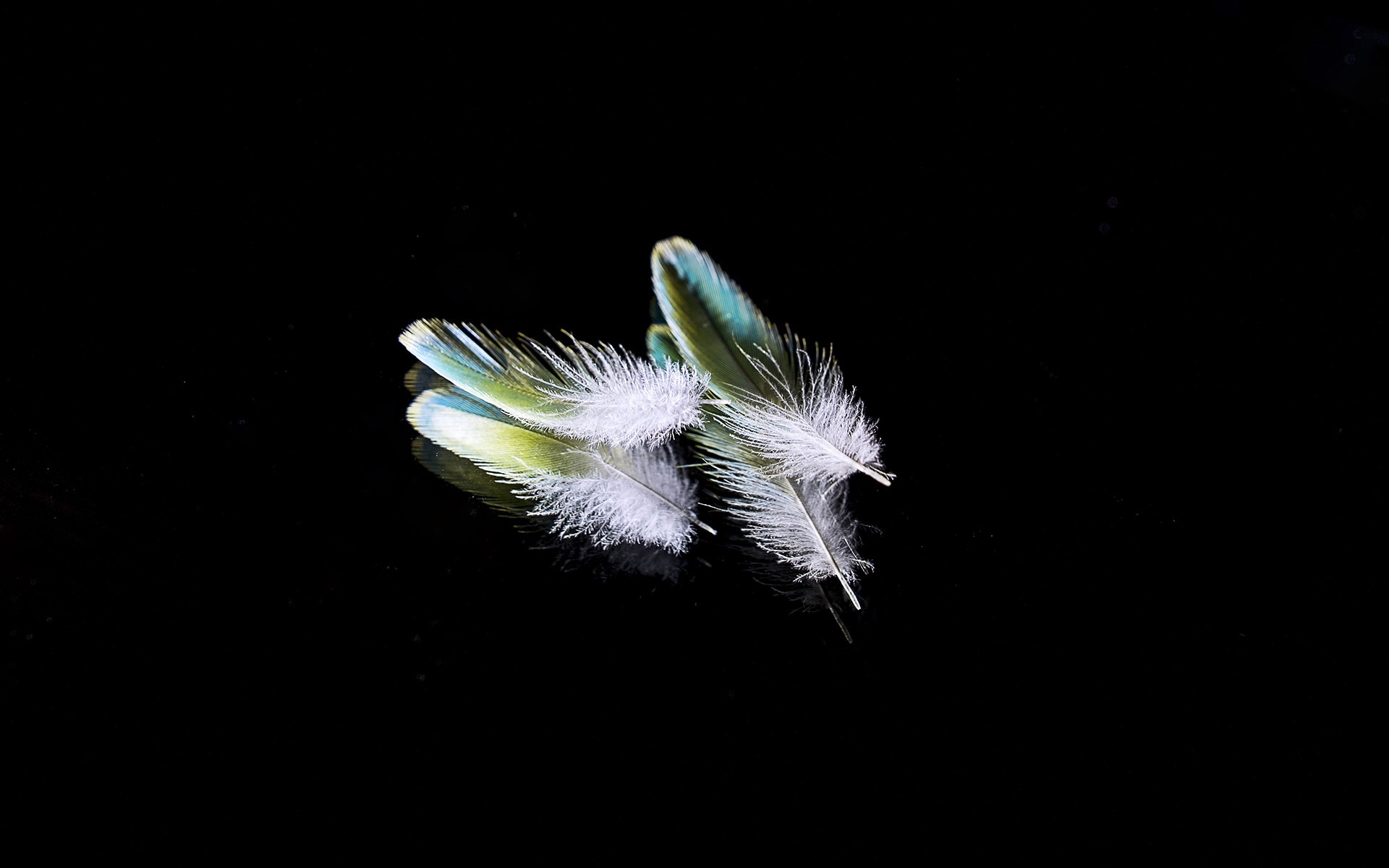 Free photo Bird feathers on black background