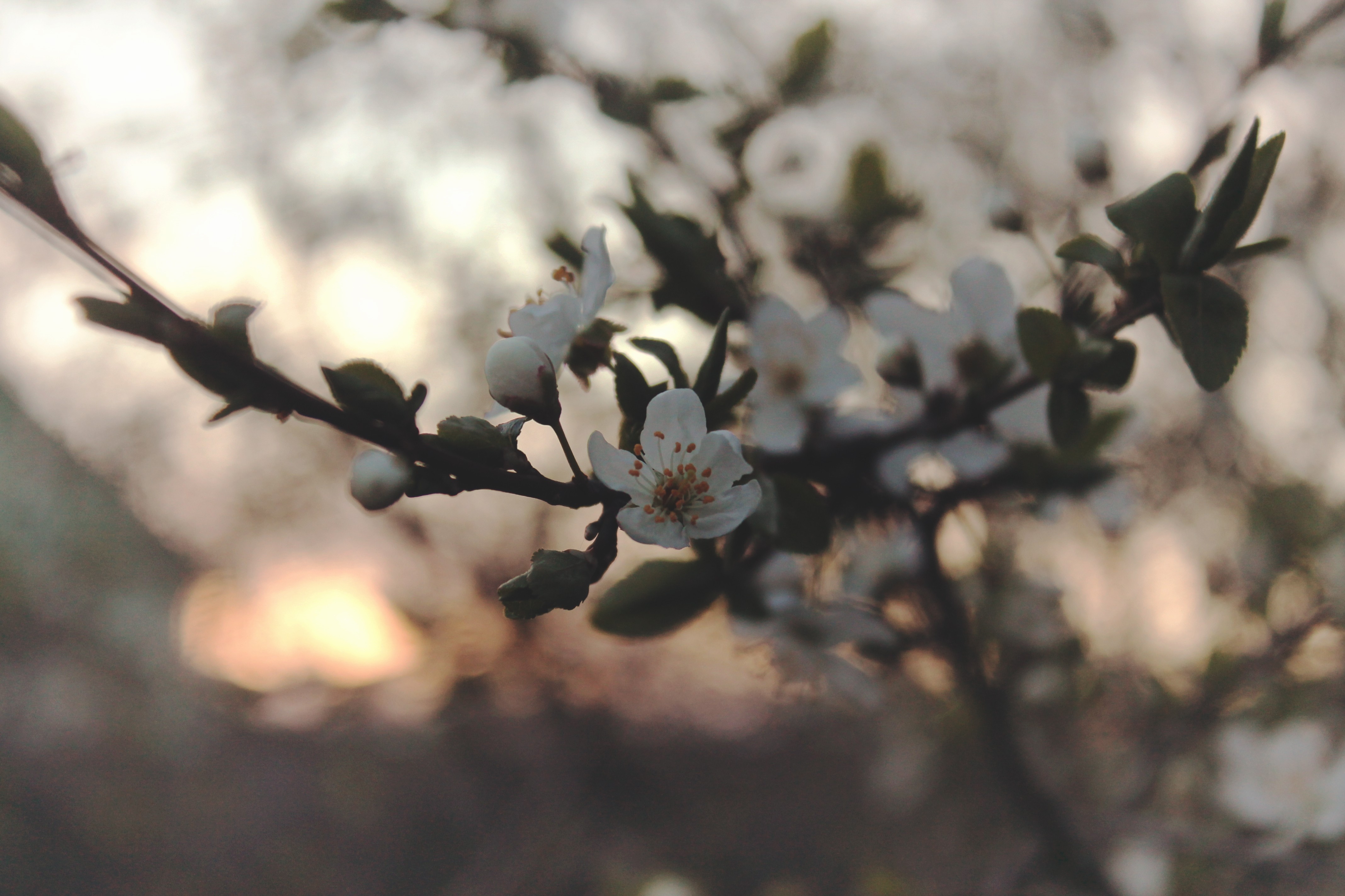 Free photo White flowers on a branch