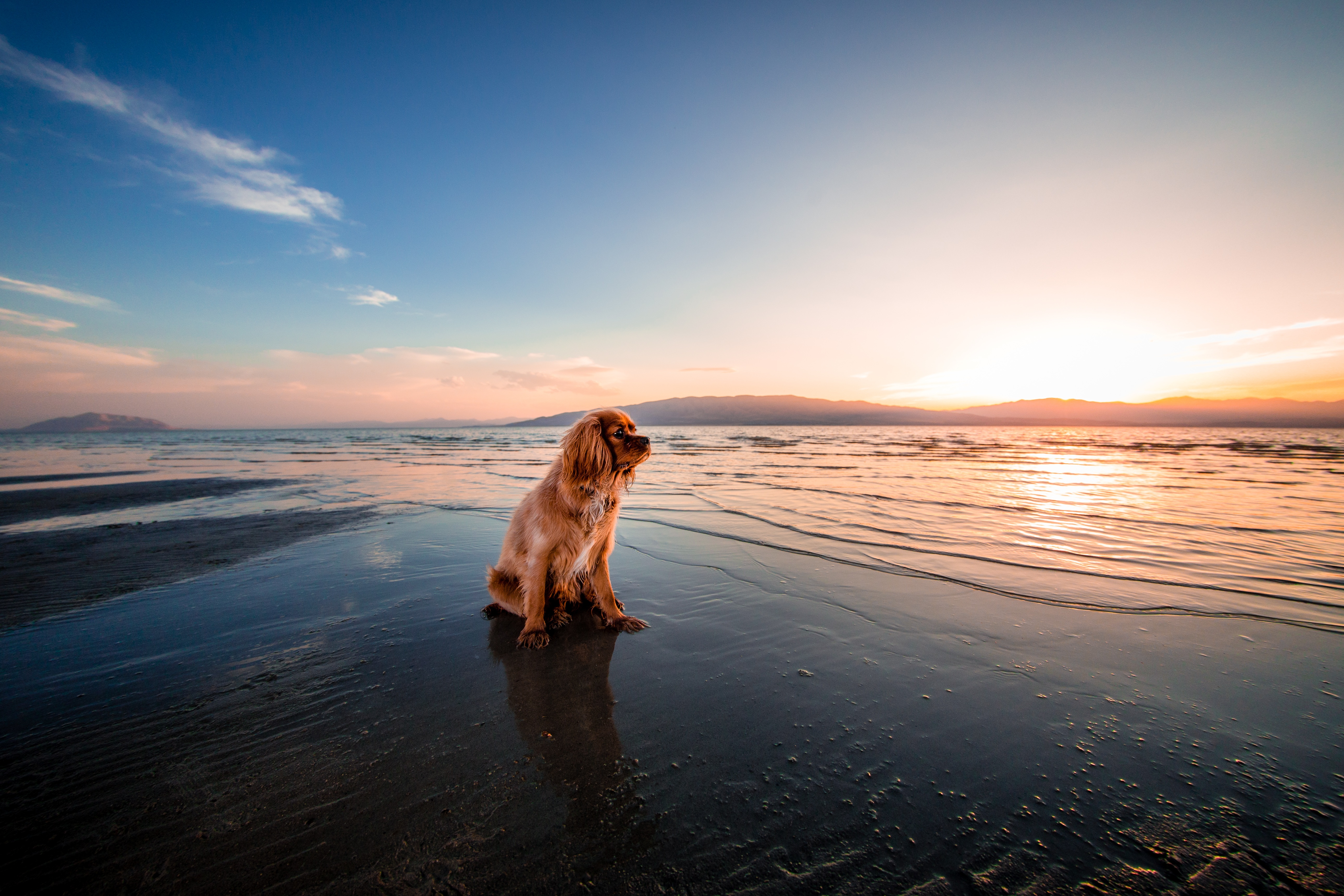 Wallpapers dog morning beach on the desktop