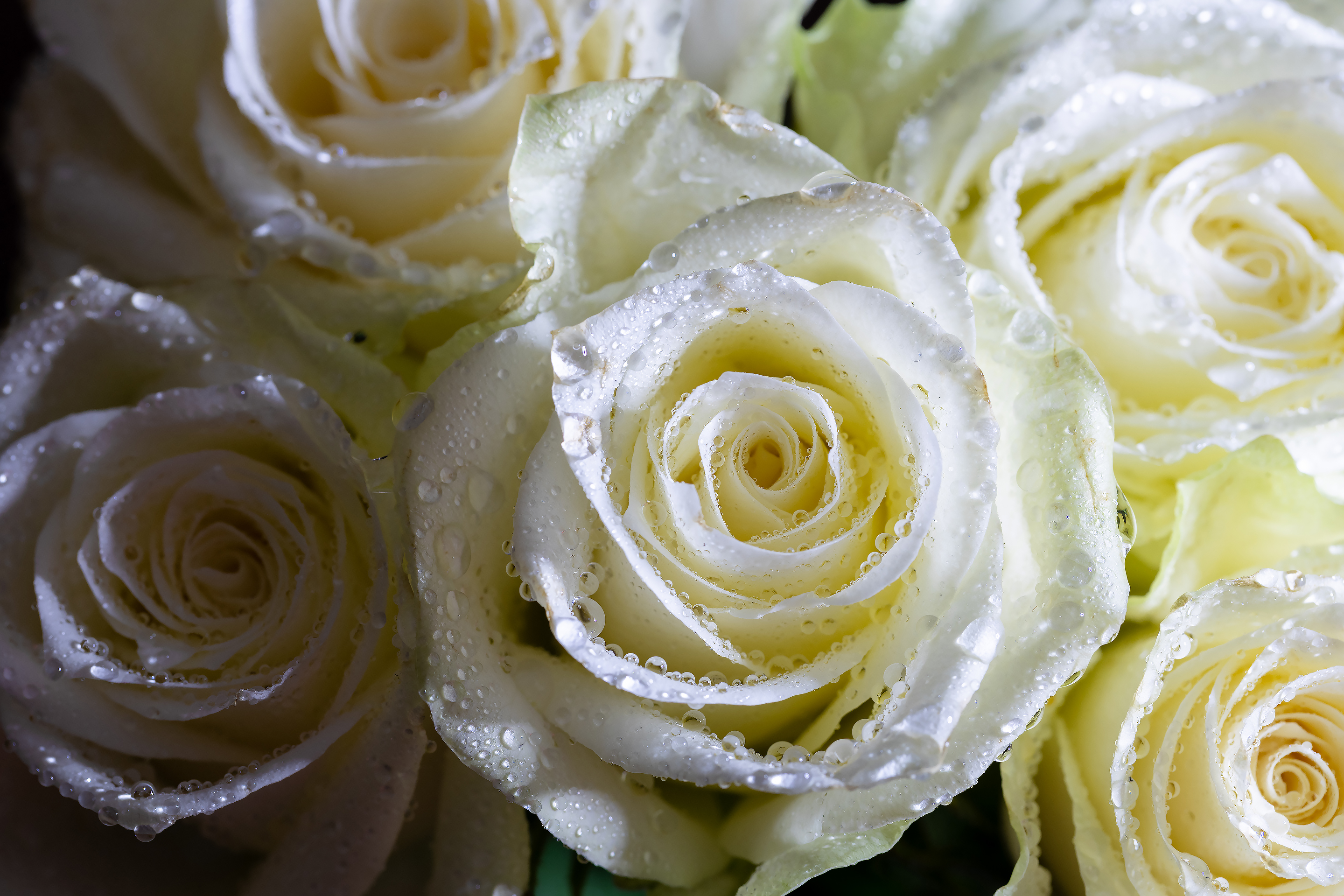 Бесплатное фото Несколько белых роз в каплях воды