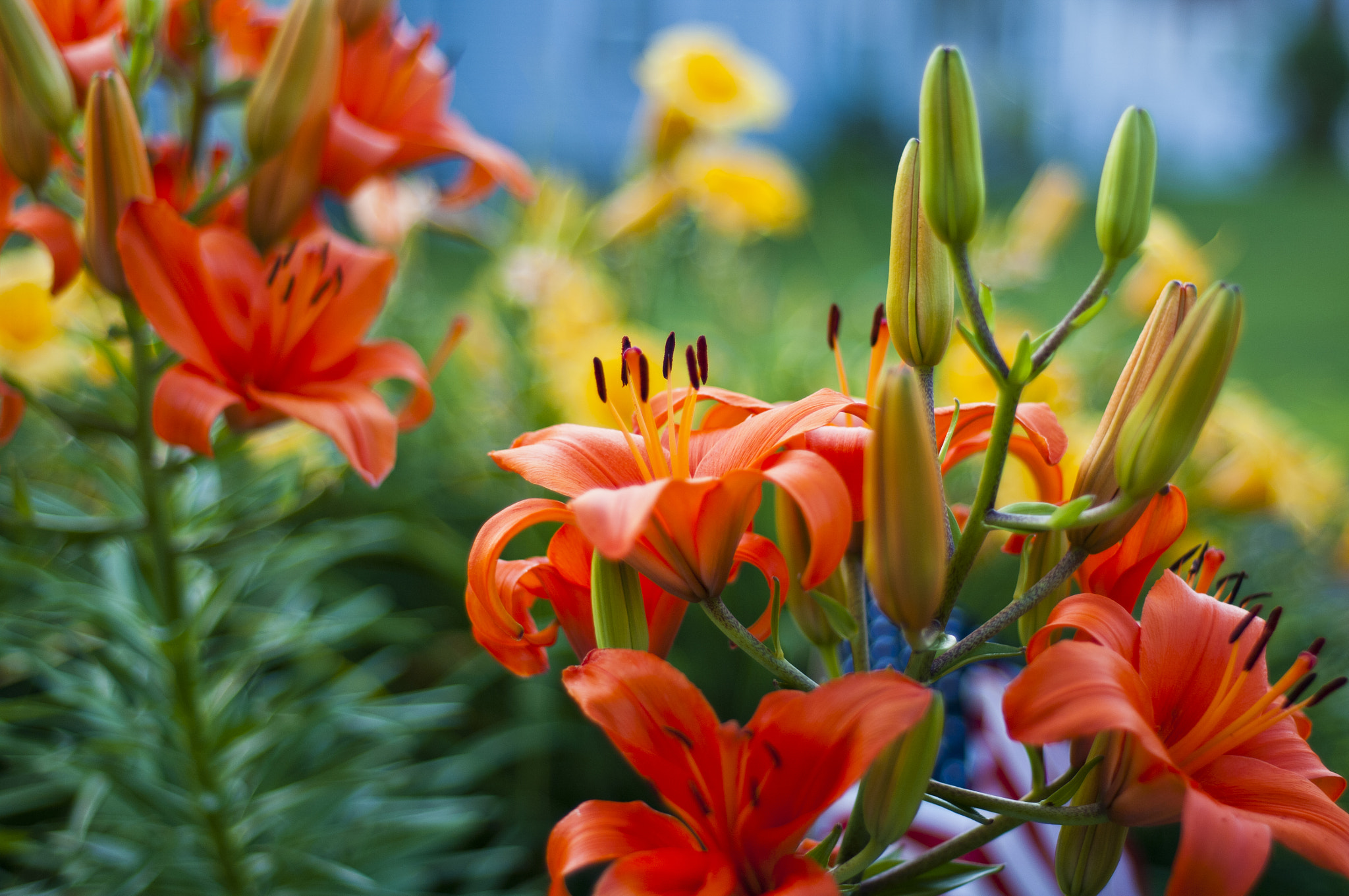 桌面上的壁纸鲜花 百合花 花蕾