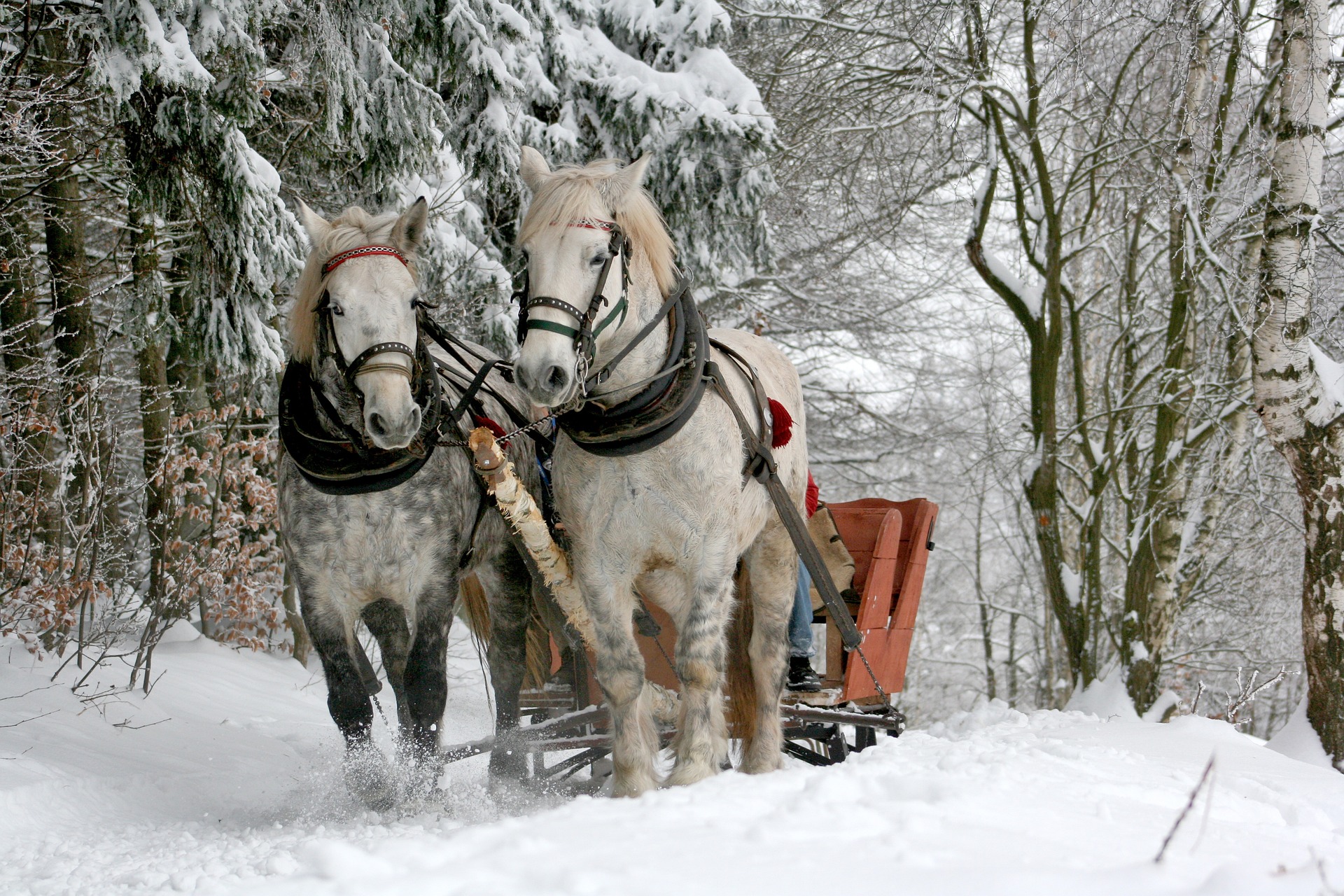 Two white horses pulling a sleigh through a snowy forest