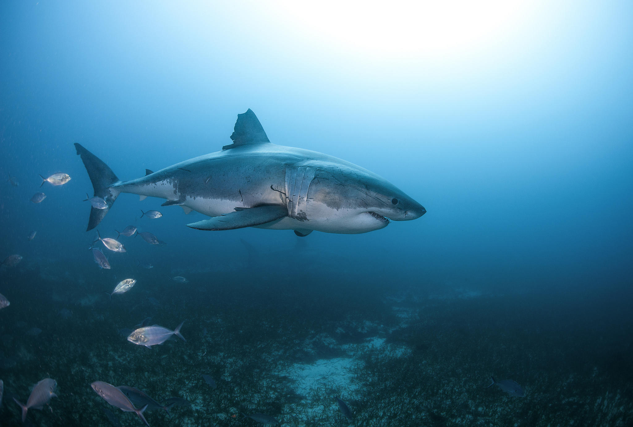 Wallpapers water Sharks Sea inhabitants on the desktop