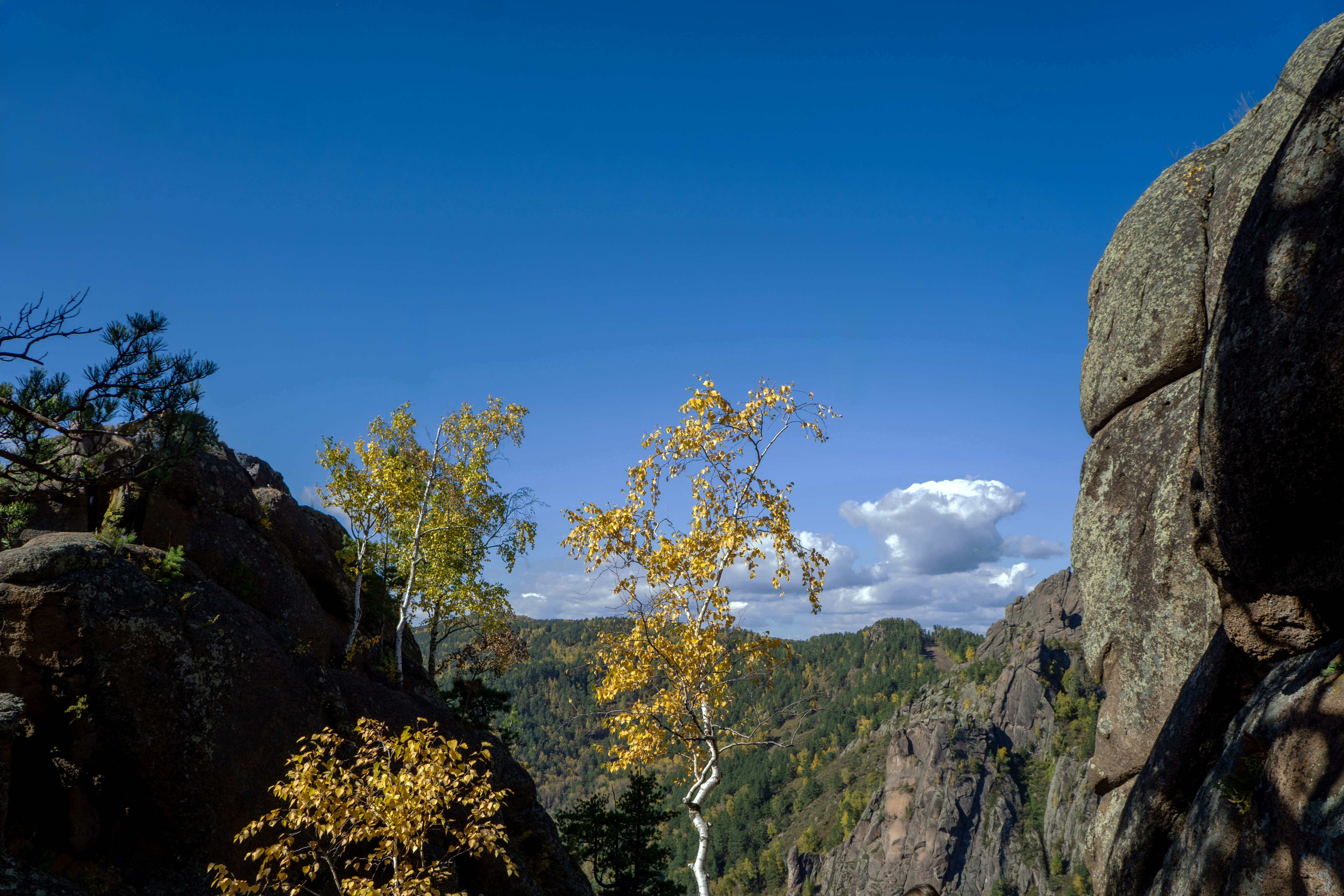 贝奥泽从斯托尔比自然保护区的岩石中生长出来