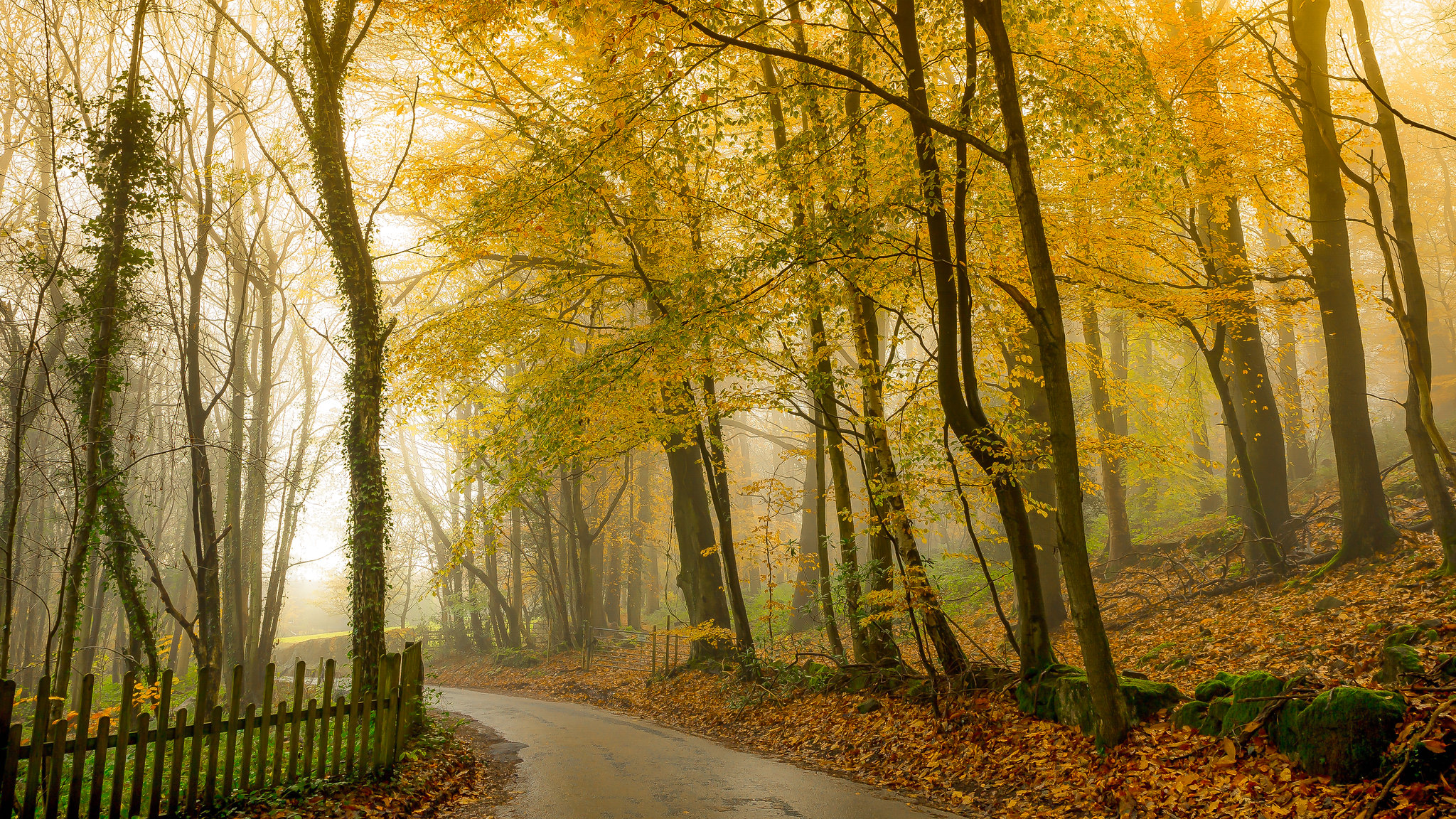 Free photo Autumn country road