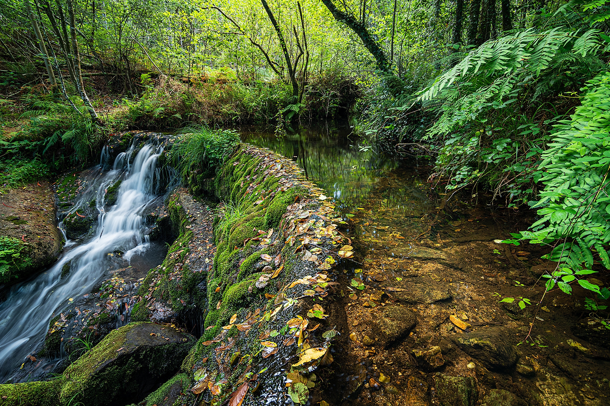 Free photo Free waterfall, forest, trees hot photos