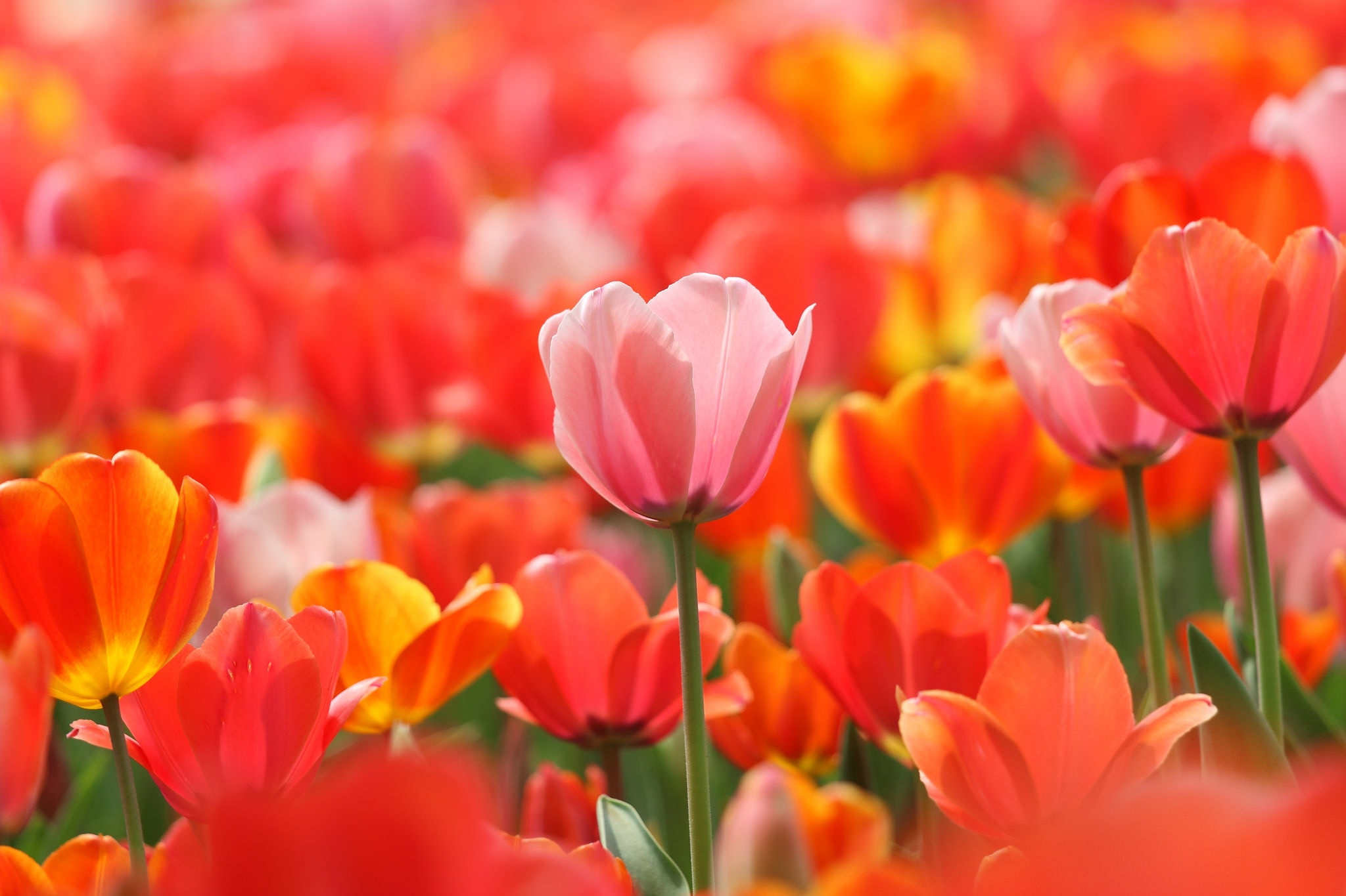 Free photo A large field with red tulips