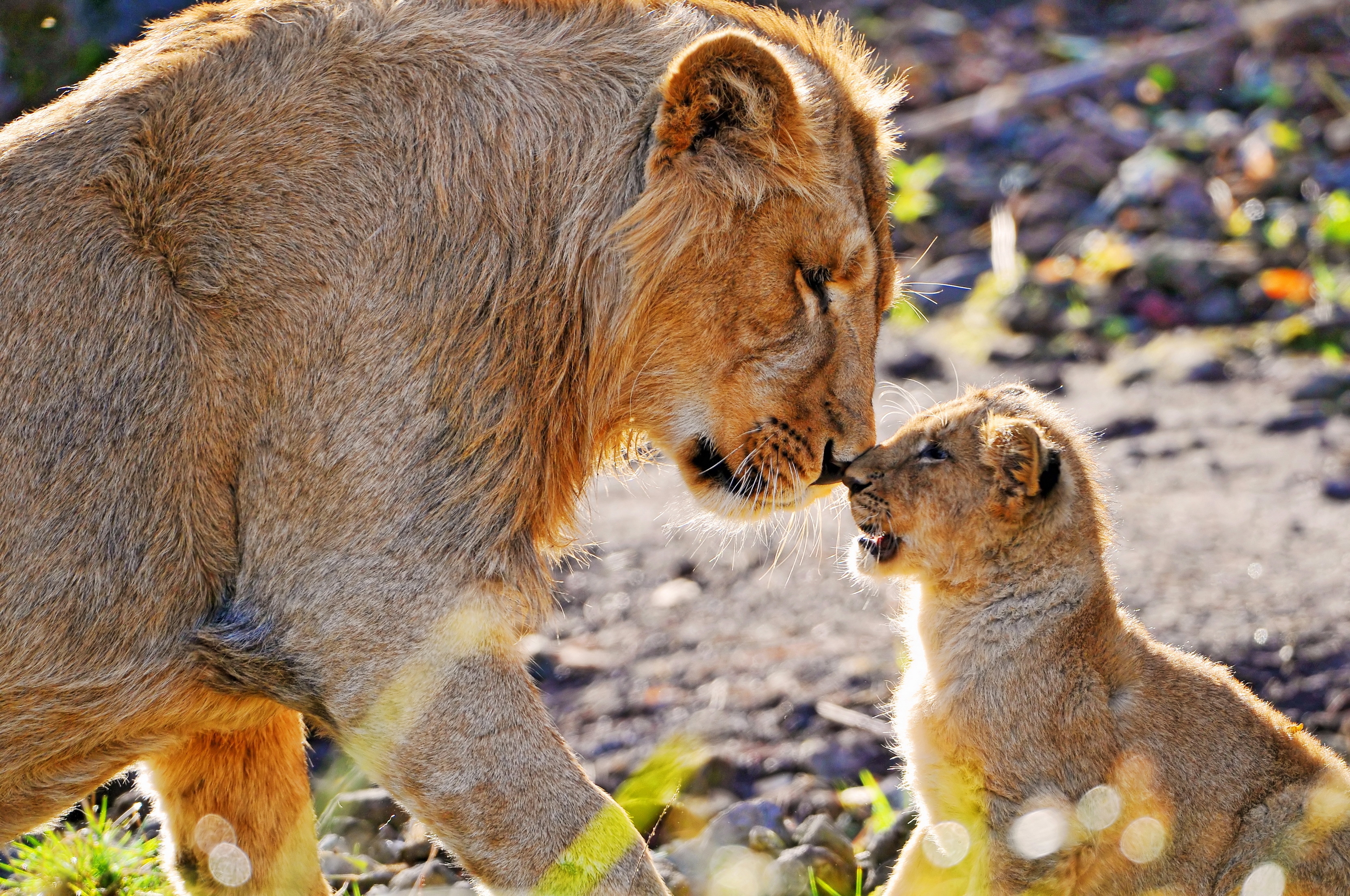 Free photo A lion cub and his brother from the Pride Parade.