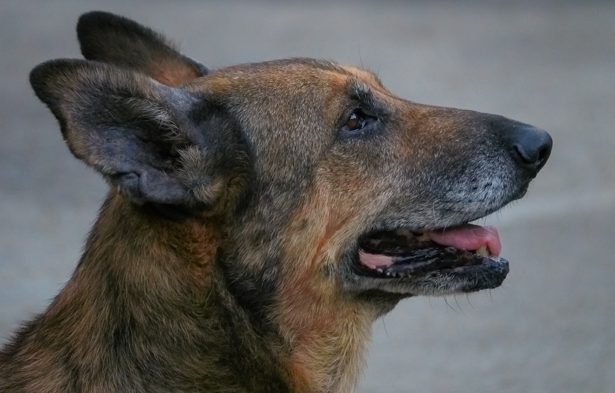 Бесплатное фото Немецкая овчарка смотрит в сторону
