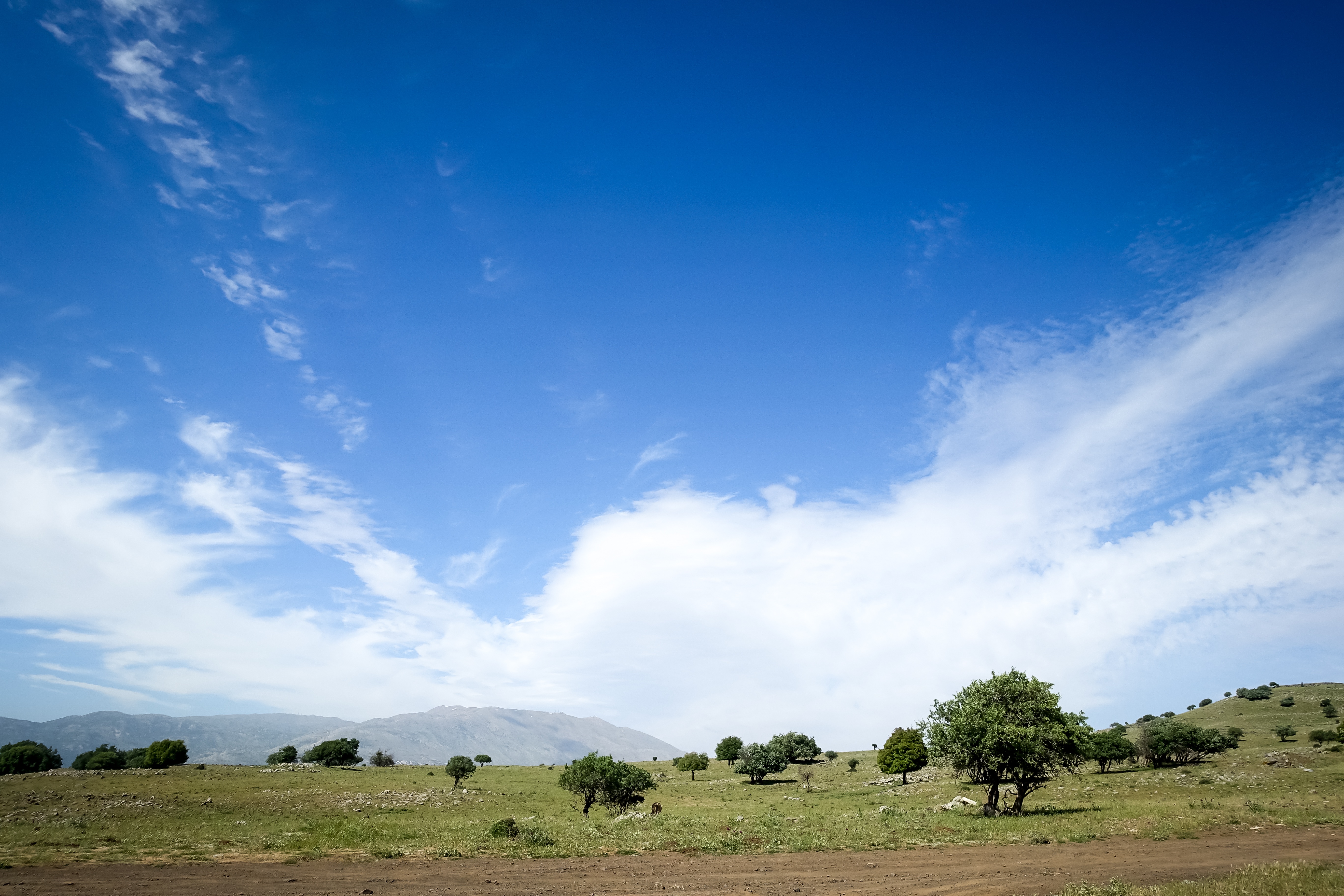 Бесплатное фото Пастбище в Саванне с маленькими деревьями и травкой
