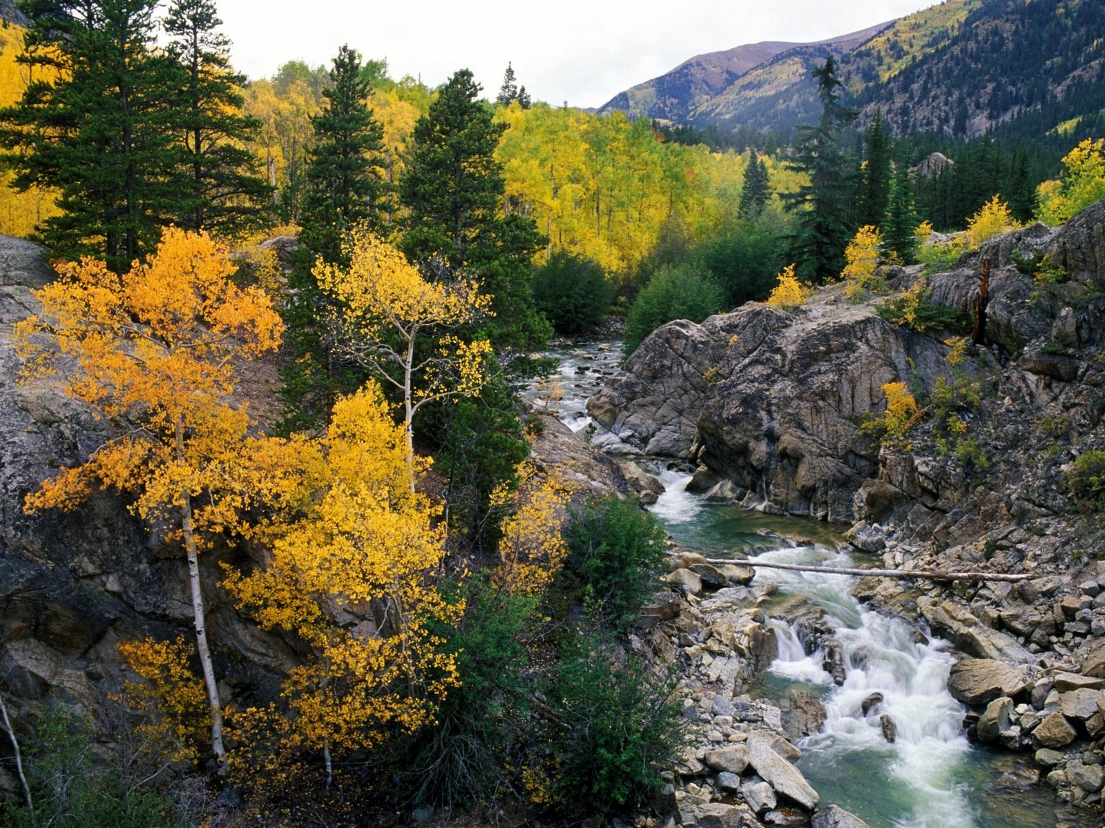咆哮的叉河上的金秋