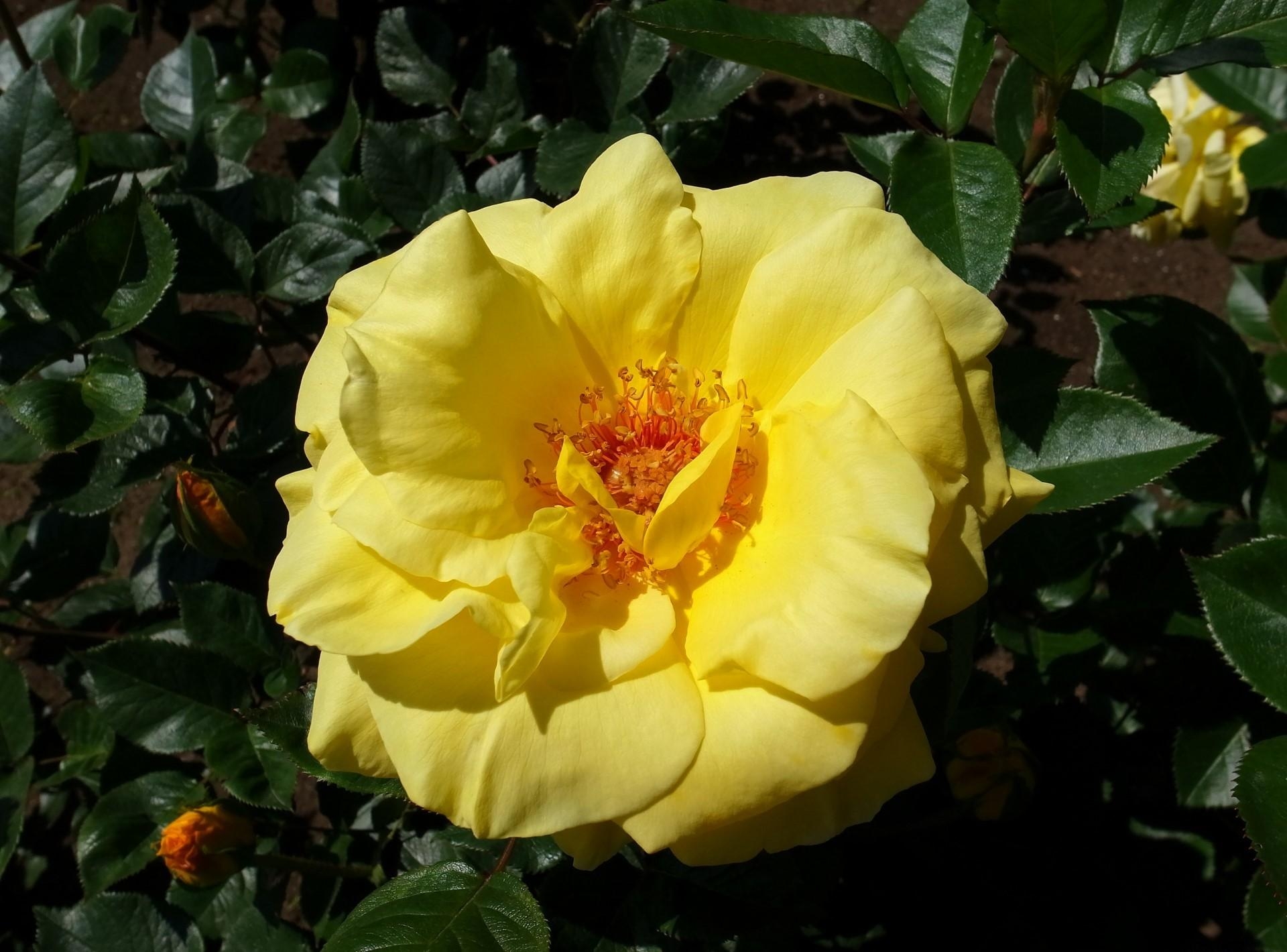 Обои роза цветок желтый на рабочий стол
