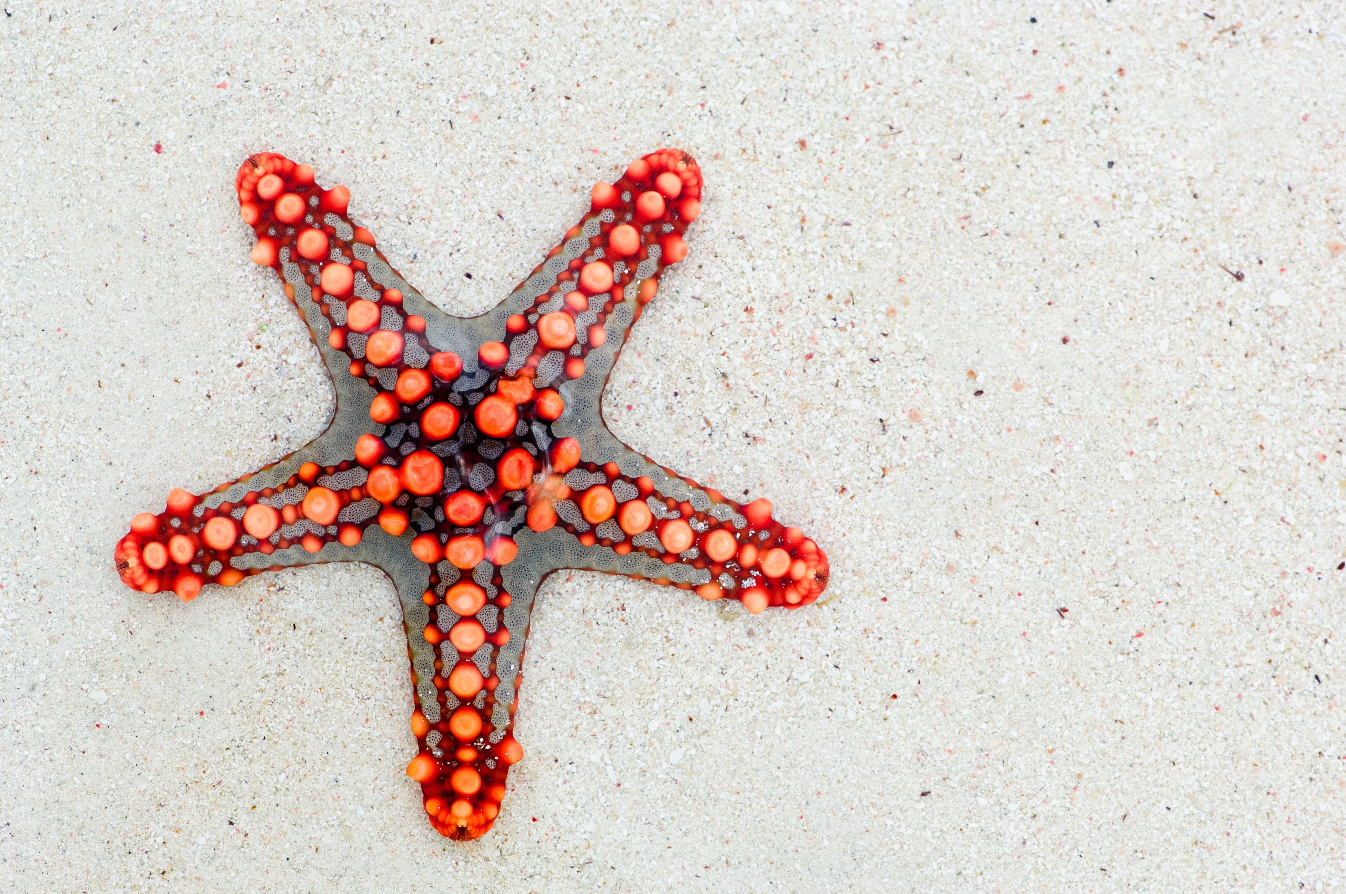 A transparent starfish on white sand.