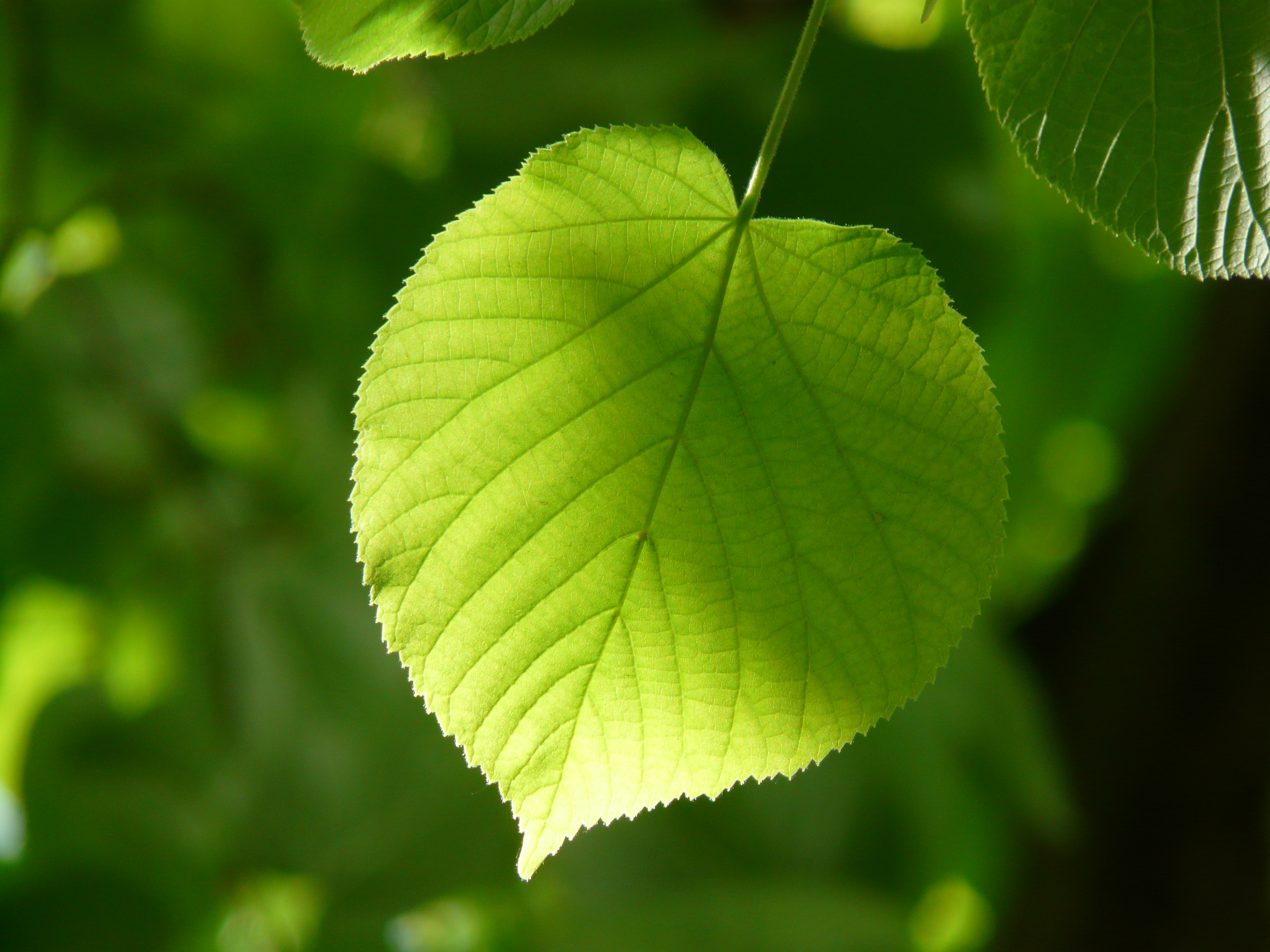 Free photo Birch leaf