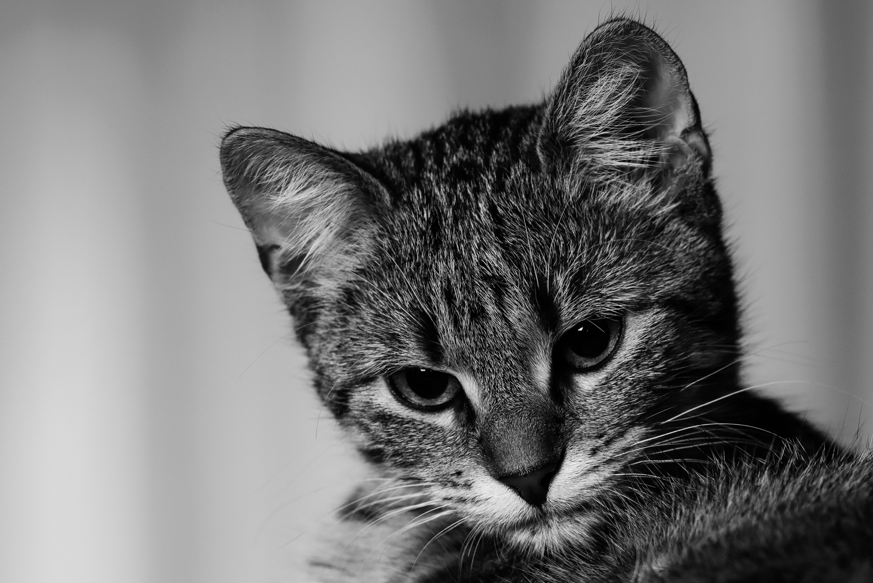 一只条纹猫的黑白肖像