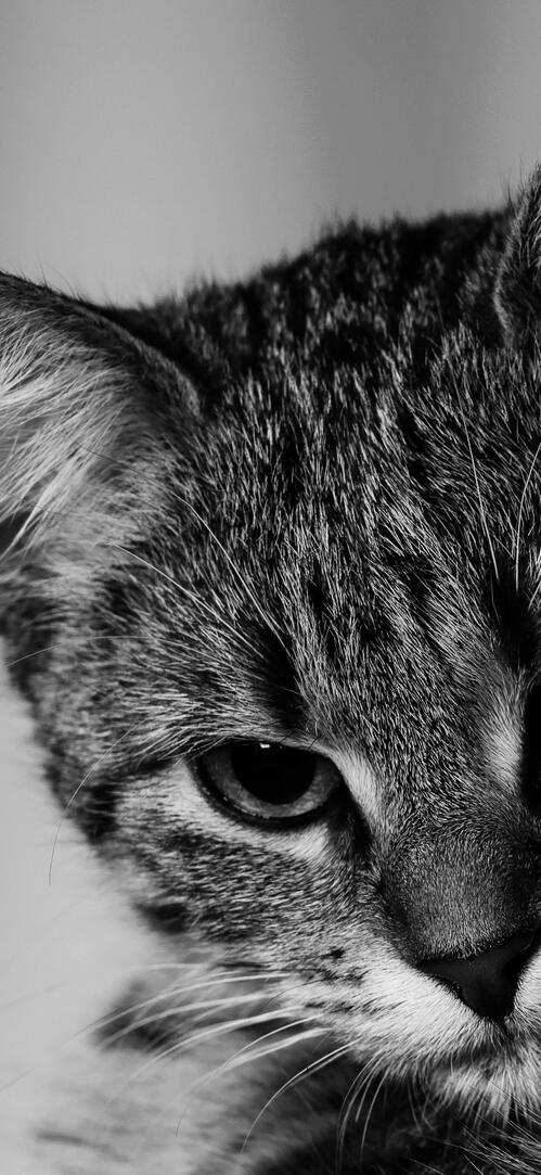Бесплатное фото Черно-белый портрет полосатого кота
