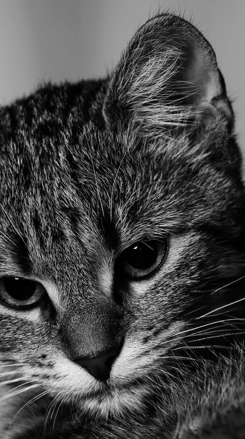 Бесплатное фото Черно-белый портрет полосатого кота