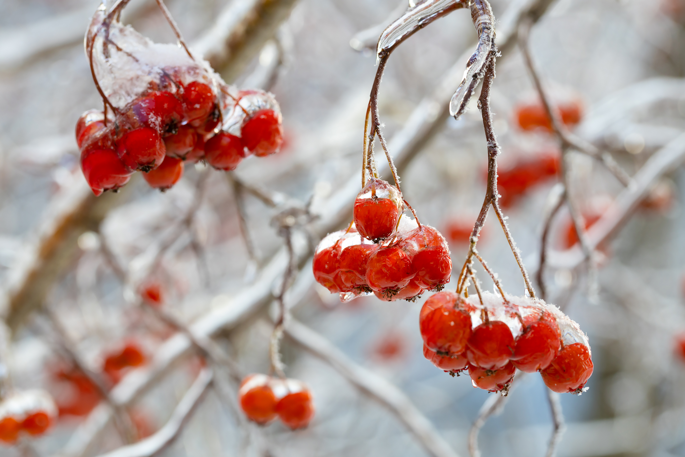 Гроздья рябины после ледяного дождя