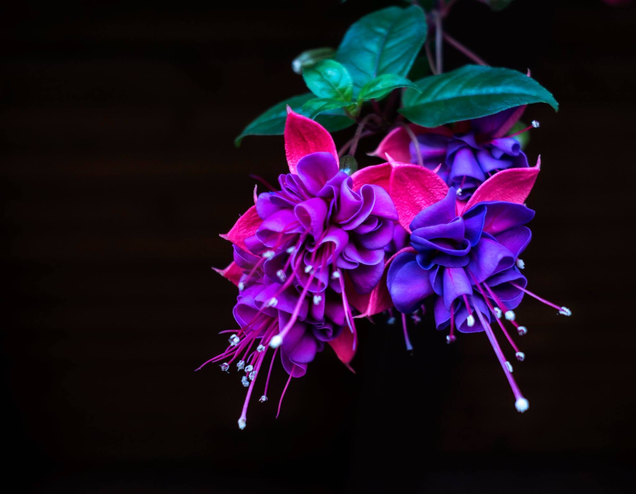 Wallpapers Flower fuchsia Gracilis Fuchsia gracilis on the desktop