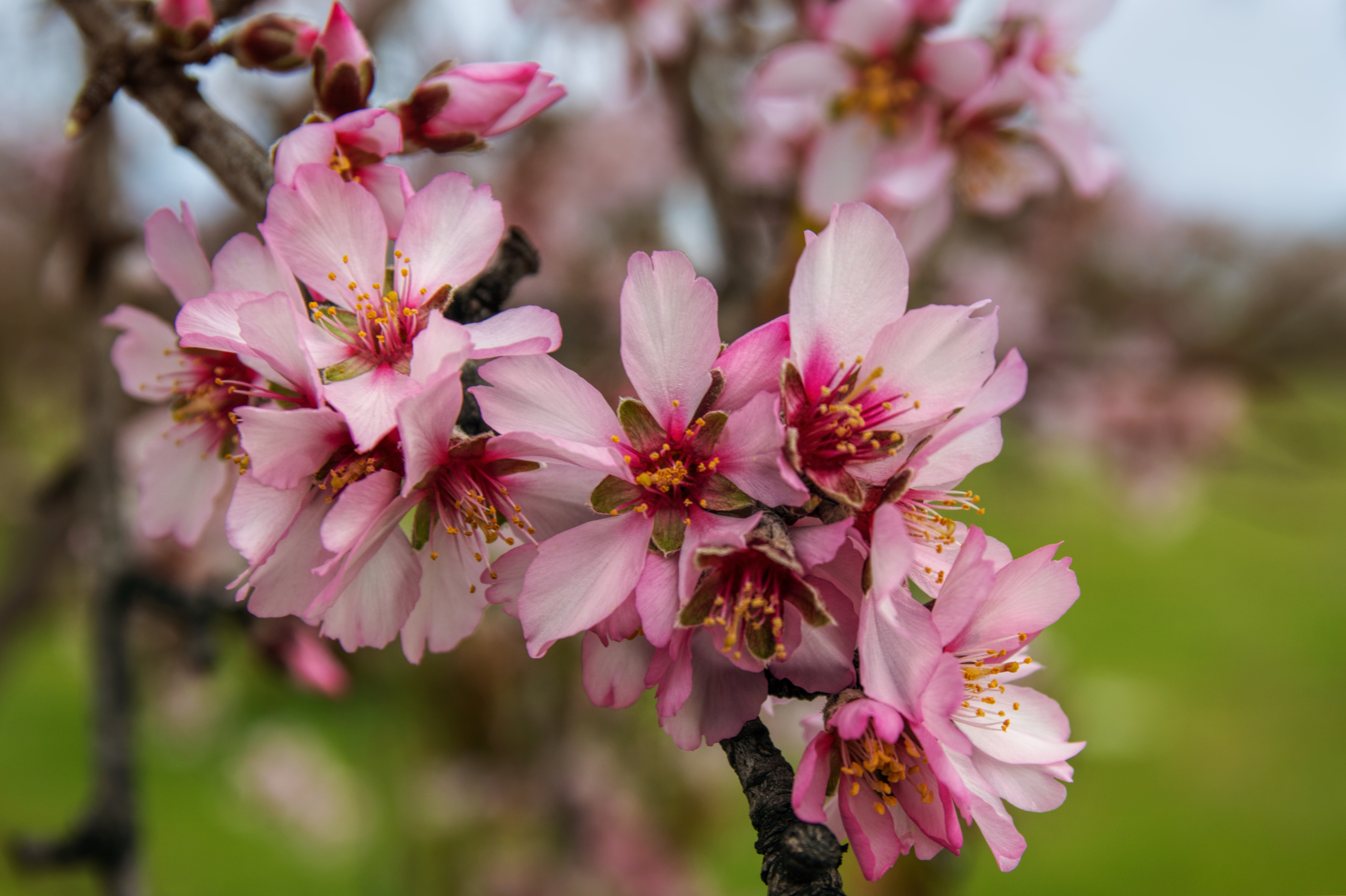 Wallpapers color almond flower flowering plant on the desktop