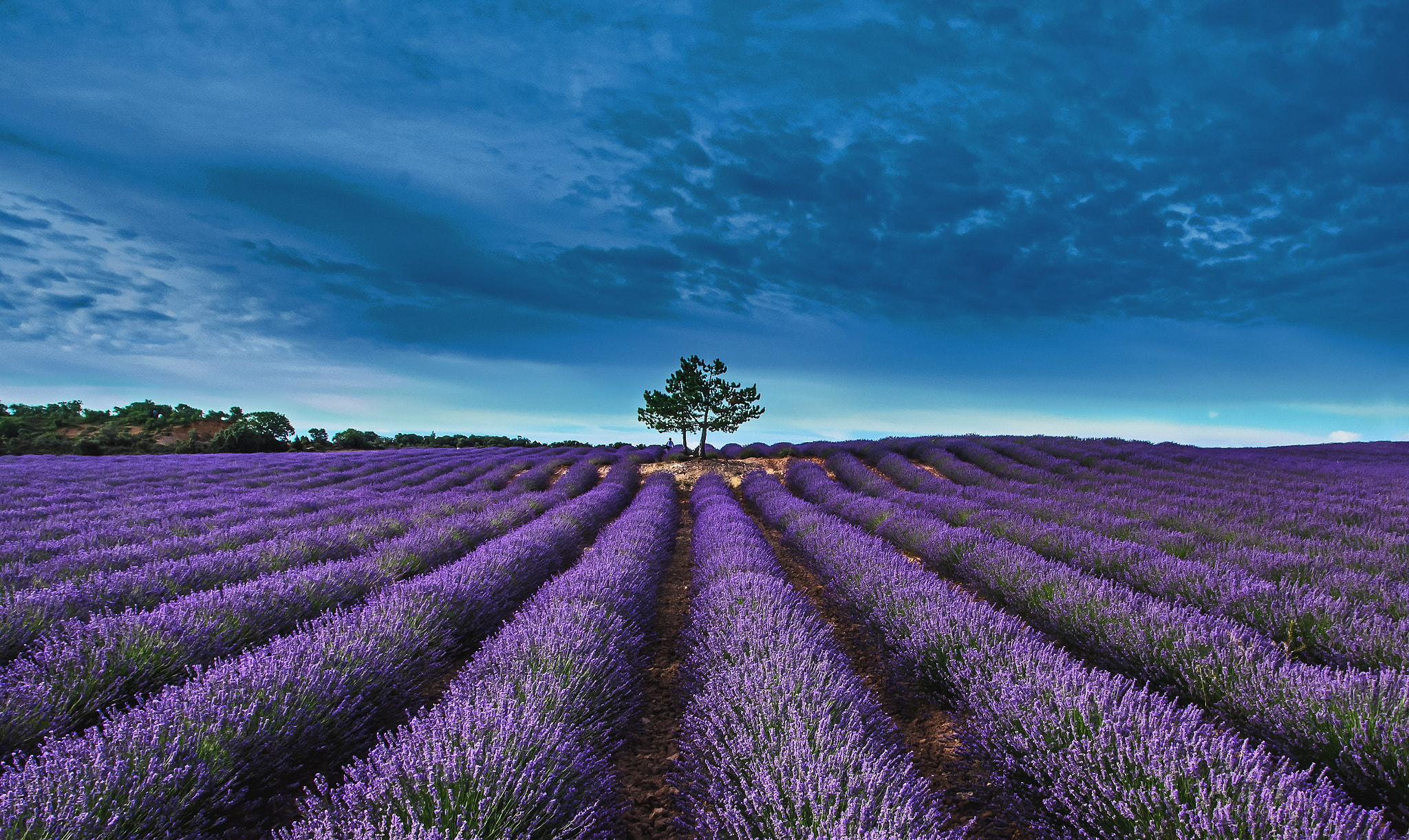 Wallpapers nature lavender landscape on the desktop