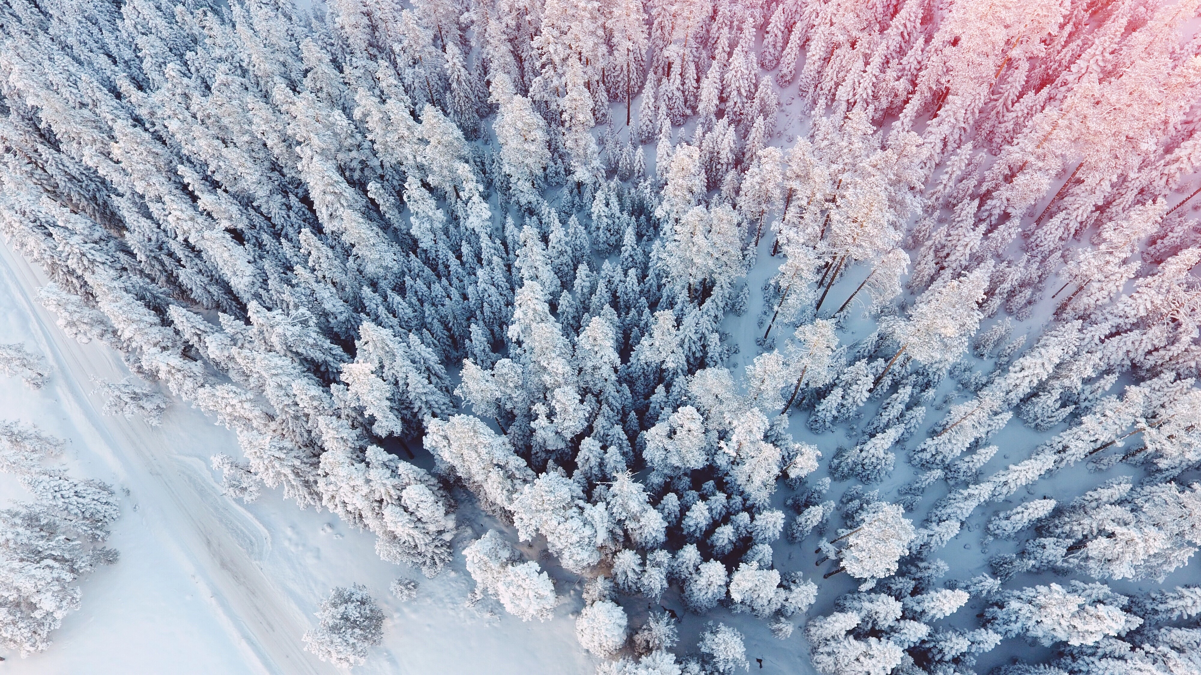 The trees are all in snow, view from the quadrocopter