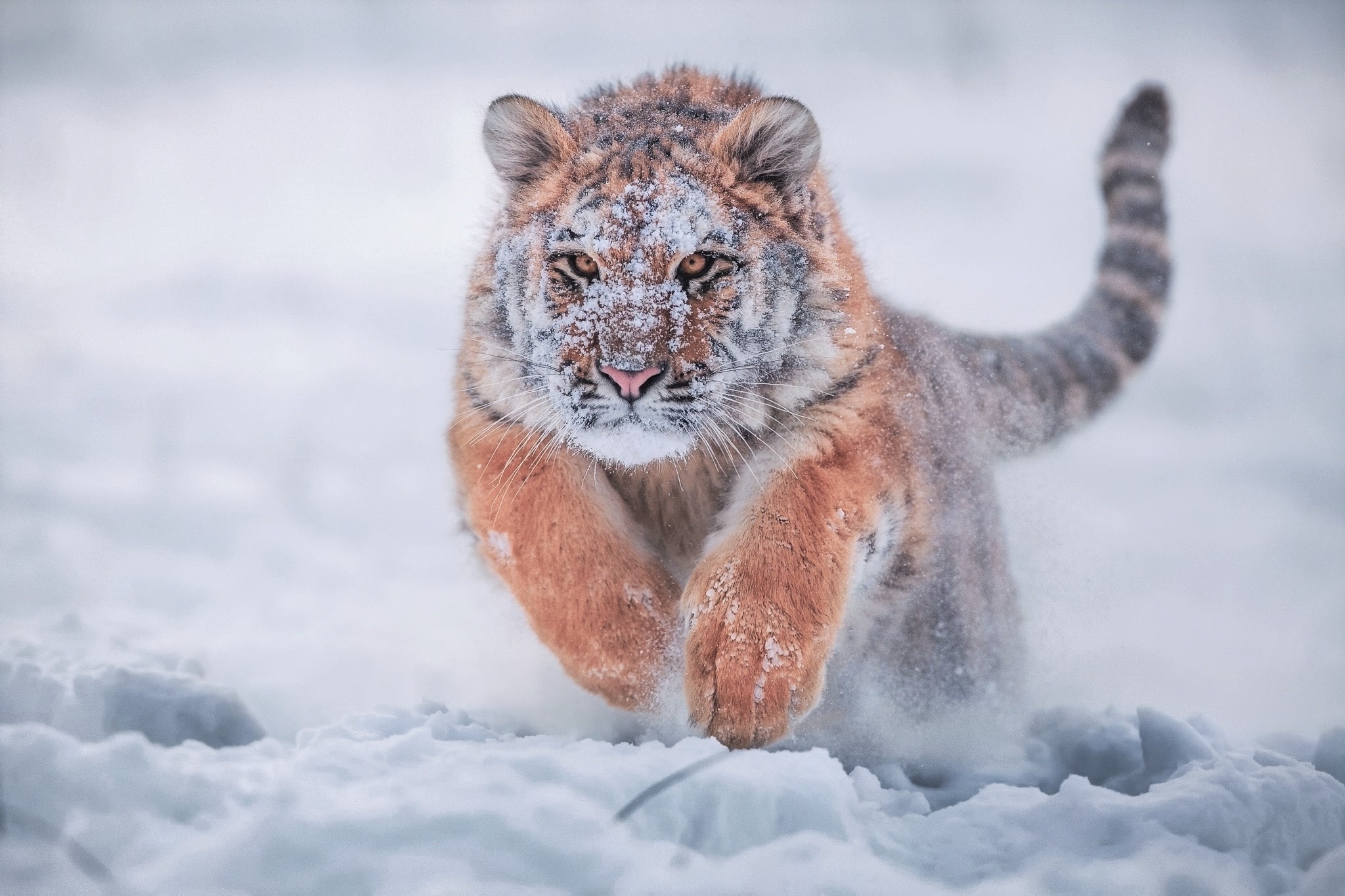 一只在雪地里奔跑的西伯利亚虎