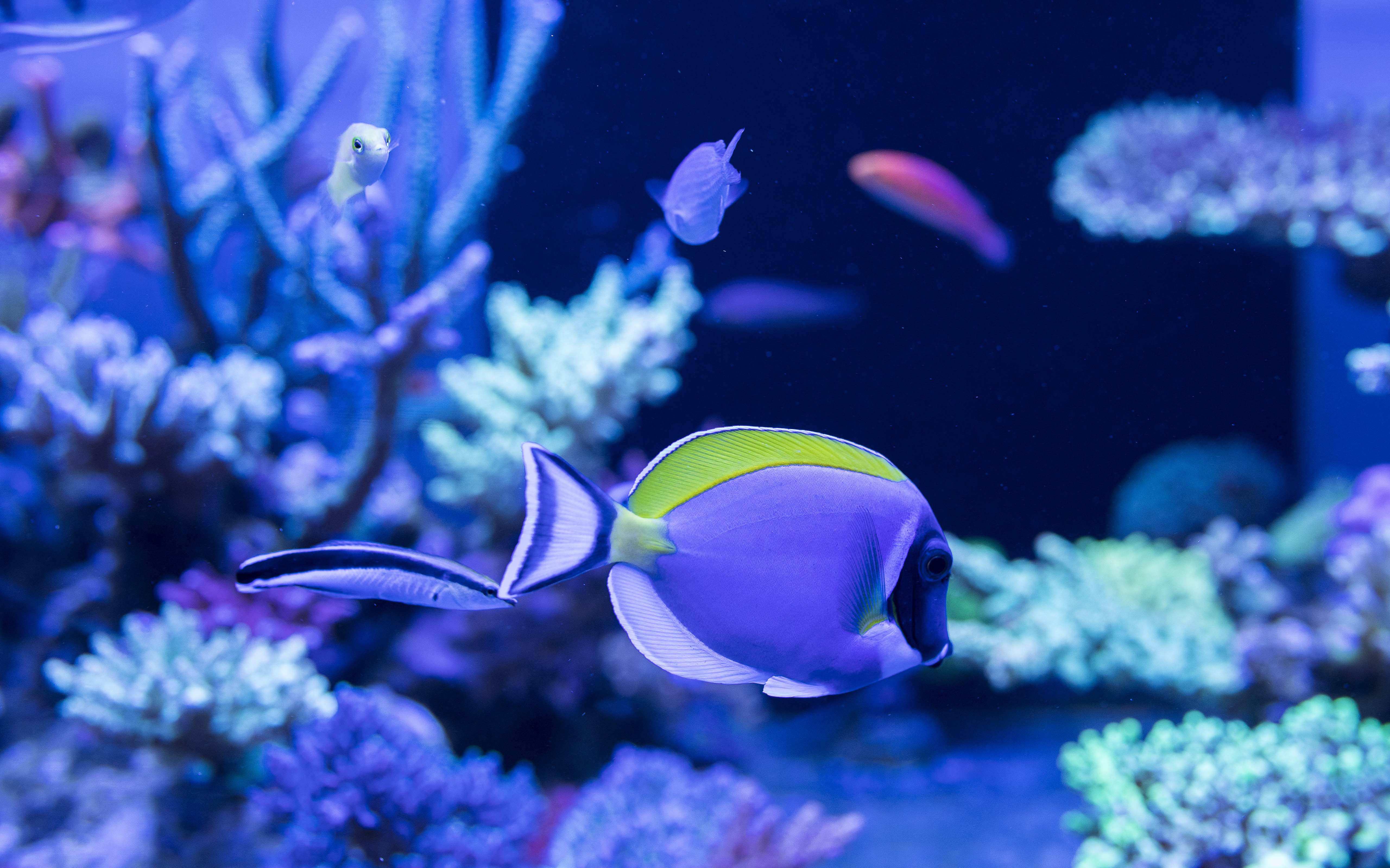 免费照片带绿鳍的紫色水族鱼