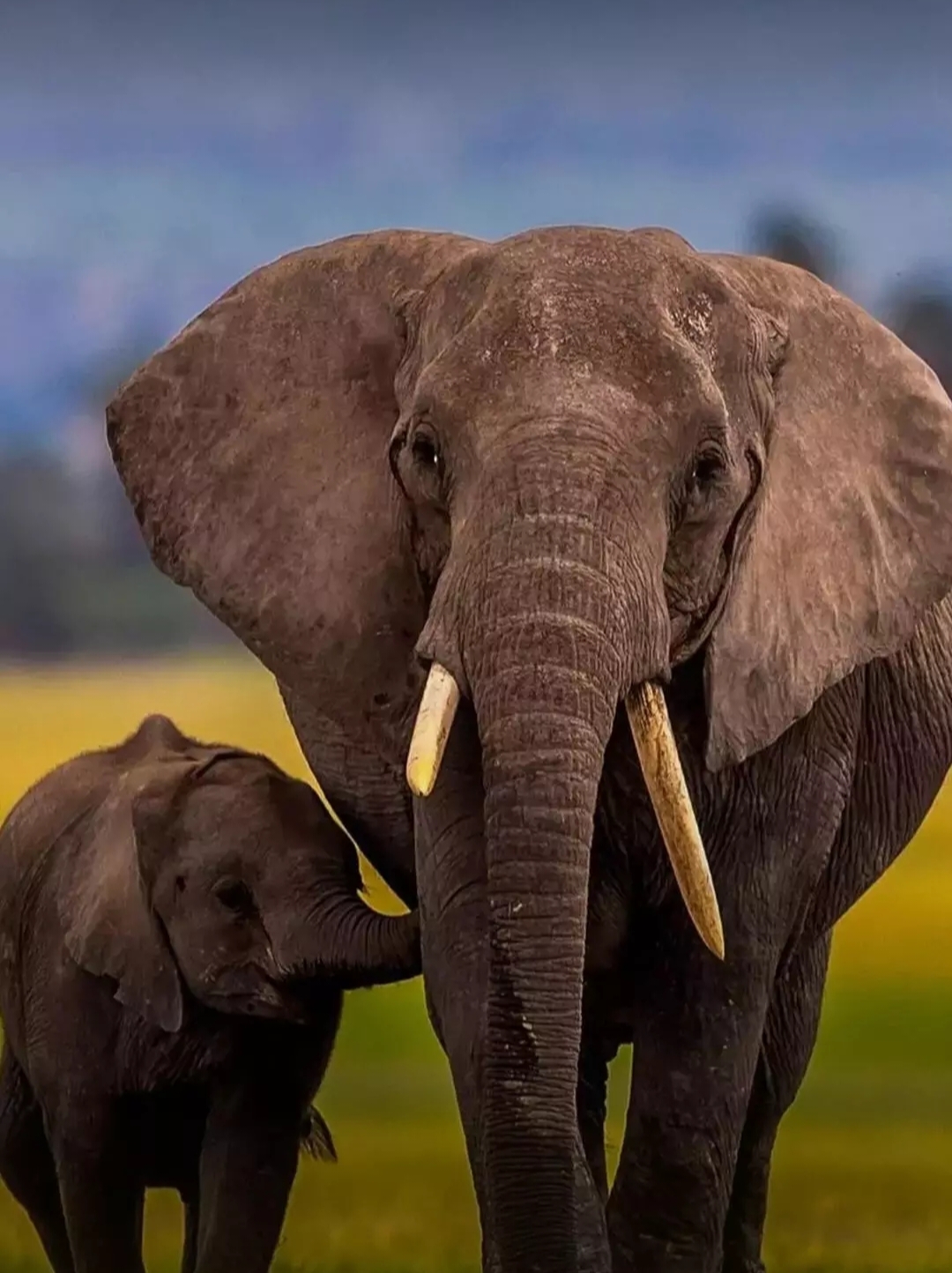 Мама и малыш