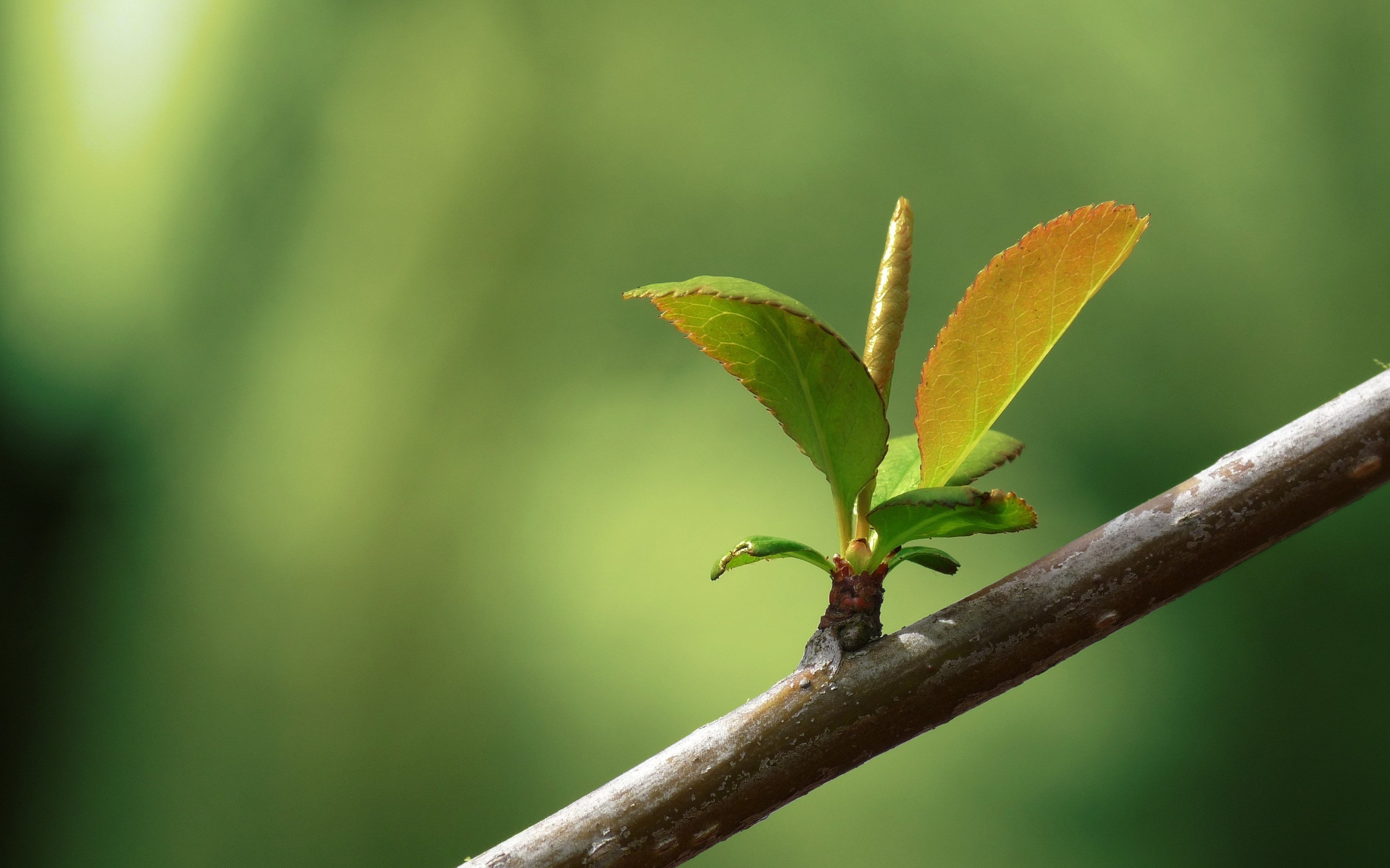 Free photo Spring branch