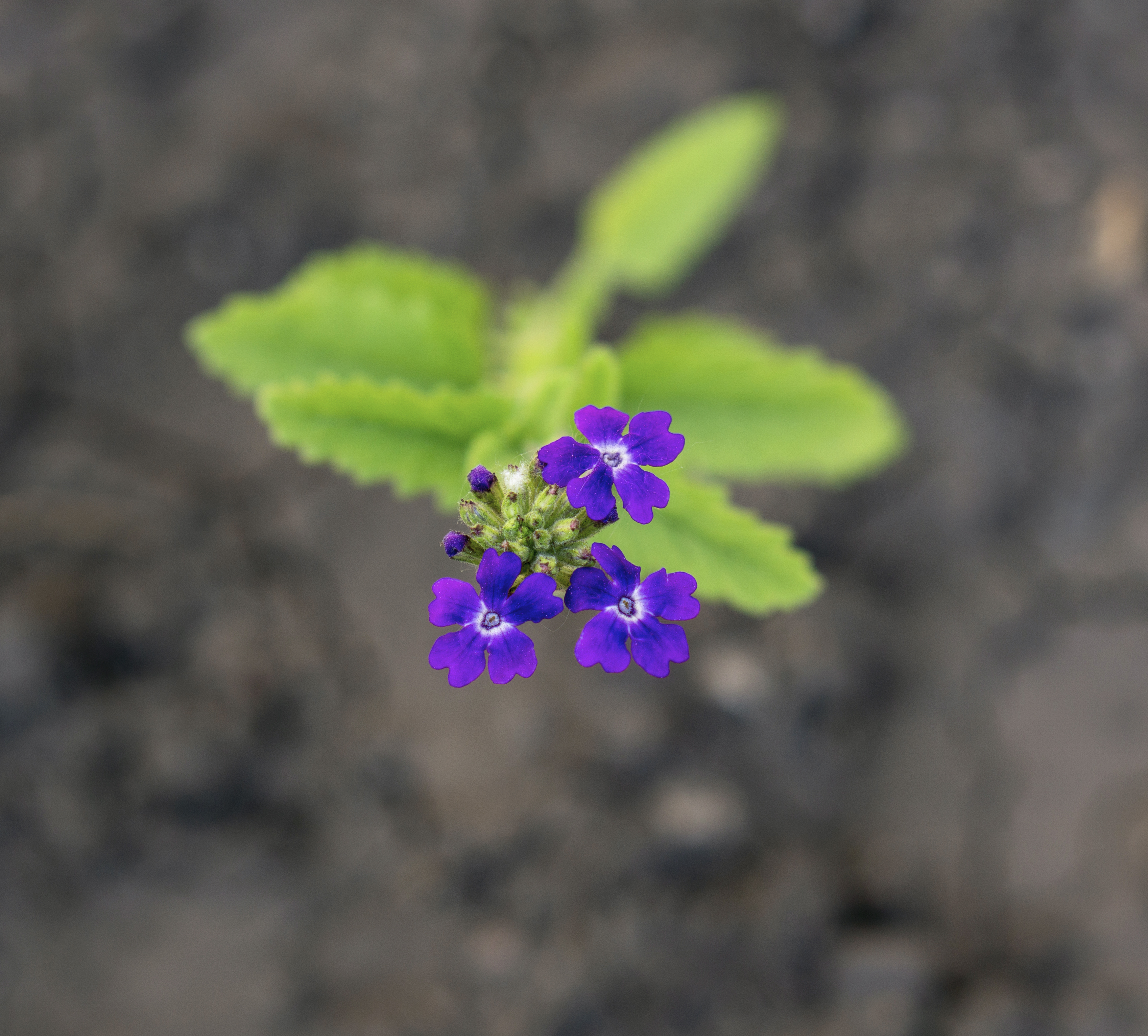 紫色马鞭草杂交花